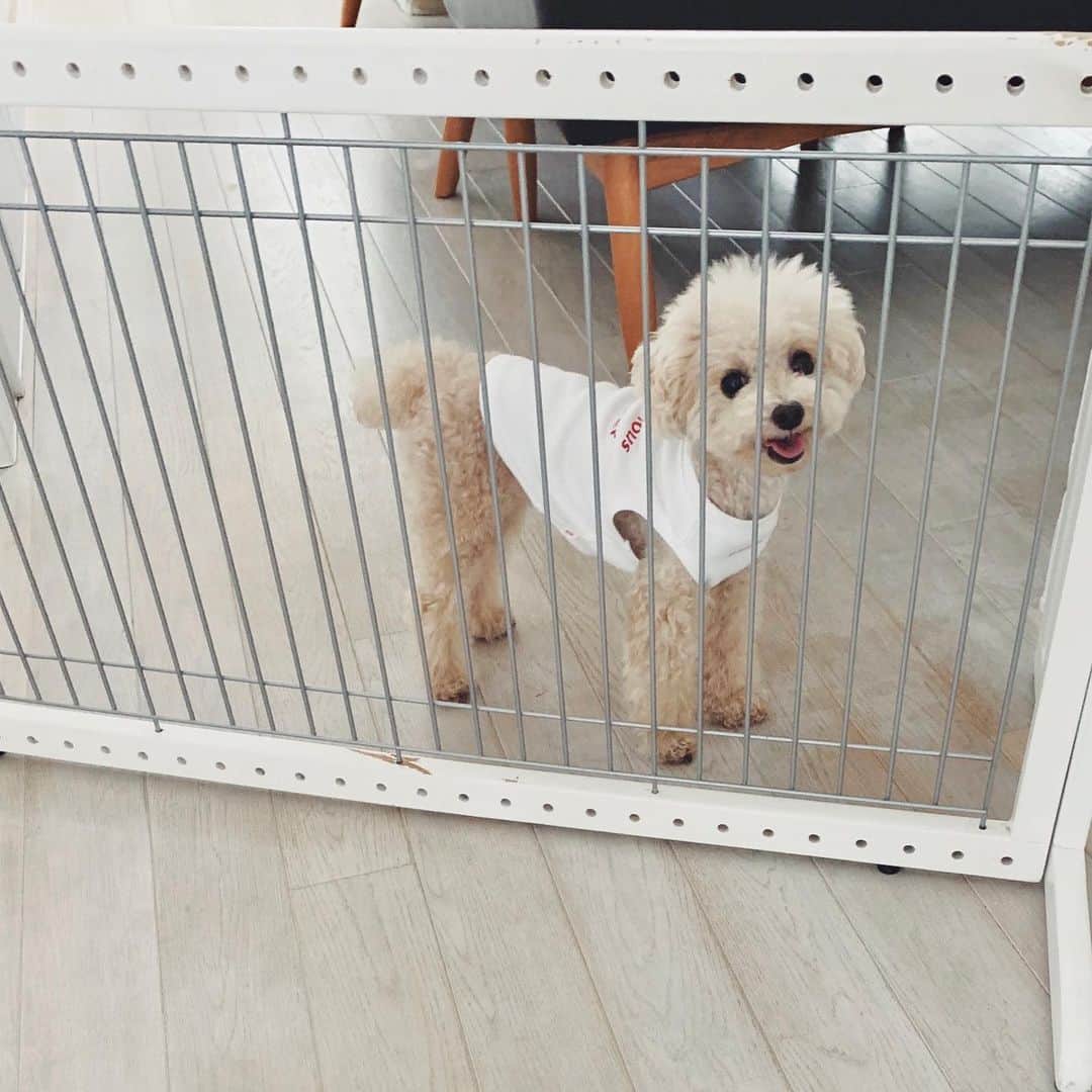 mizuのインスタグラム：「一緒に行けるものと思い込んでにこにこ•ᴥ•」