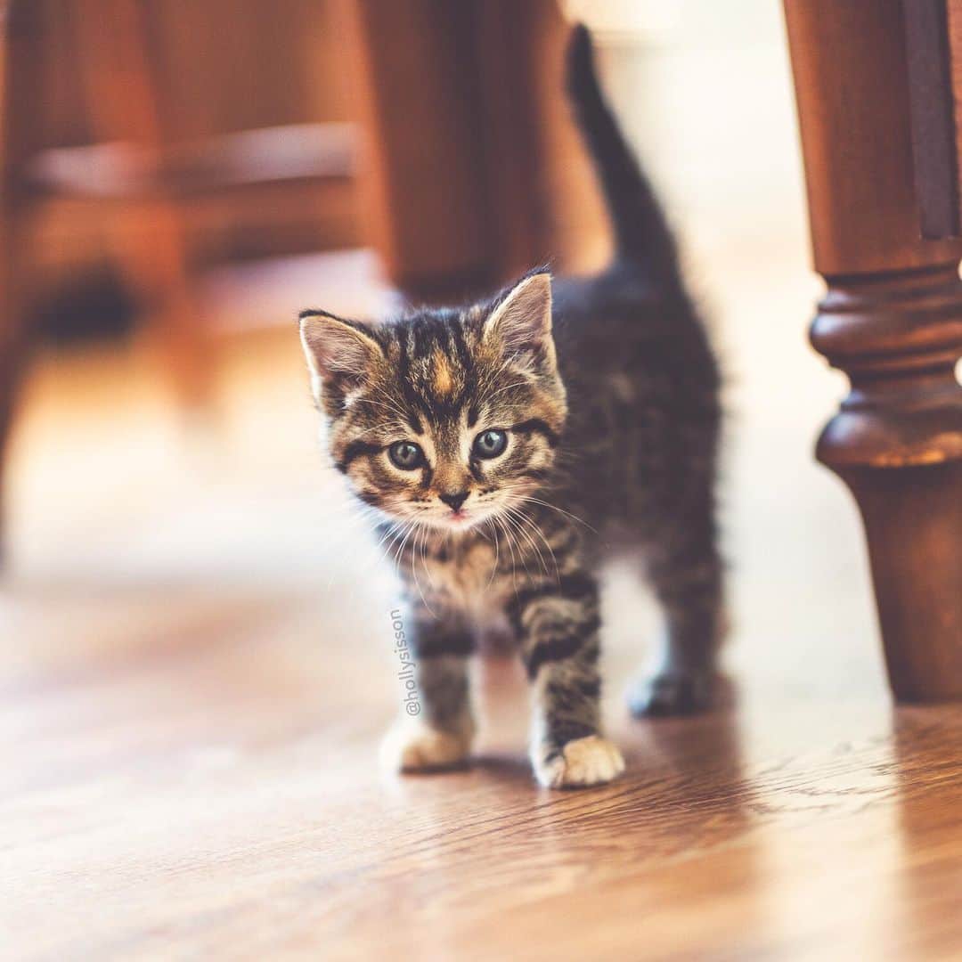 Holly Sissonのインスタグラム：「I hope you won’t mind me sharing more photos of Emma. She will be meeting Alice and Finnegan soon (😻👍), and has met Oliver (see stories on @pitterpatterfurryfeet). #kitten #tabby #mainecoon (See more of Emma on @pitterpatterfurryfeet) ~ Canon 1D X MkII + 85 f1.4L IS @ f1.4  See my bio for full camera equipment information plus info on how I process my images. 😊」