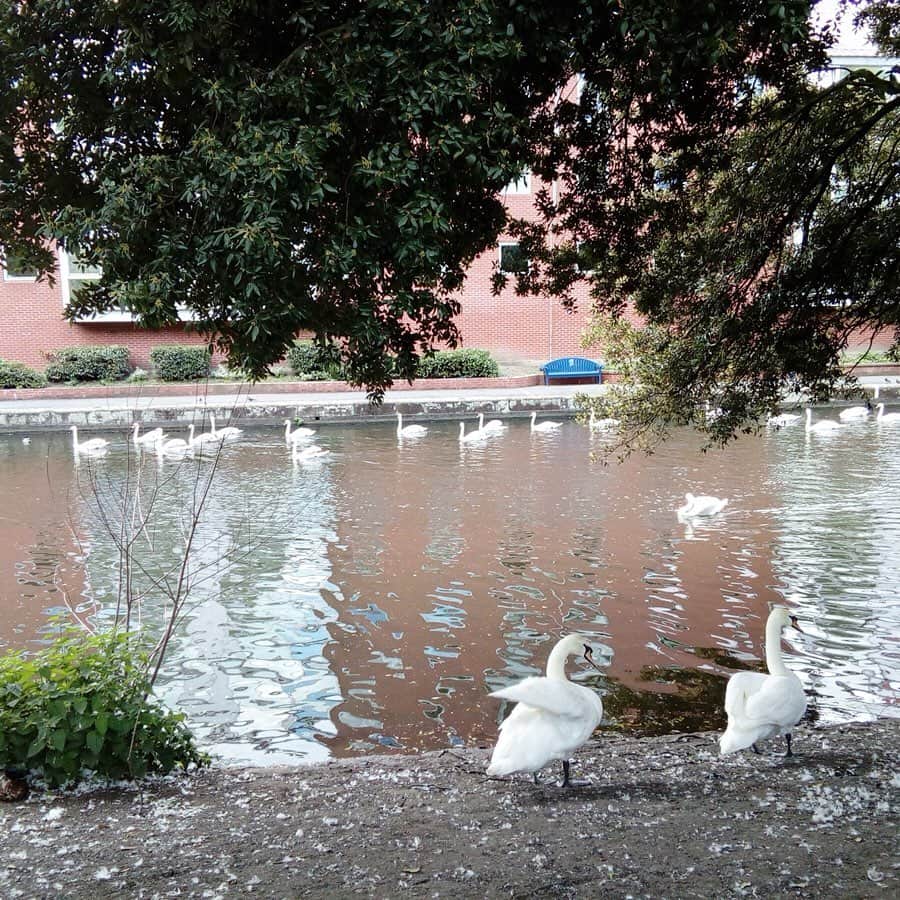 テレ朝newsさんのインスタグラム写真 - (テレ朝newsInstagram)「穏やかな晴れの日にはとても気持ちがいいキャッスル・パーク。 白鳥ものんびり羽を休めていました。 白鳥…といえば、ゴーちゃん。やっぱり羽ばたいてみるんだって。 . . #おでかけゴーちゃん。#テレビ朝日 #テレ朝 #news #六本木 #東京 #japan #follow #テレビ #テレビが好きな人と繋がりたい #写真 #写真好きな人と繋がりたい #photography #nofilter #ゴーちゃん #ごーちゃん #panda #おでかけ #fun #travel #レスター #leicester #イギリス」6月8日 0時02分 - tv_asahi_news
