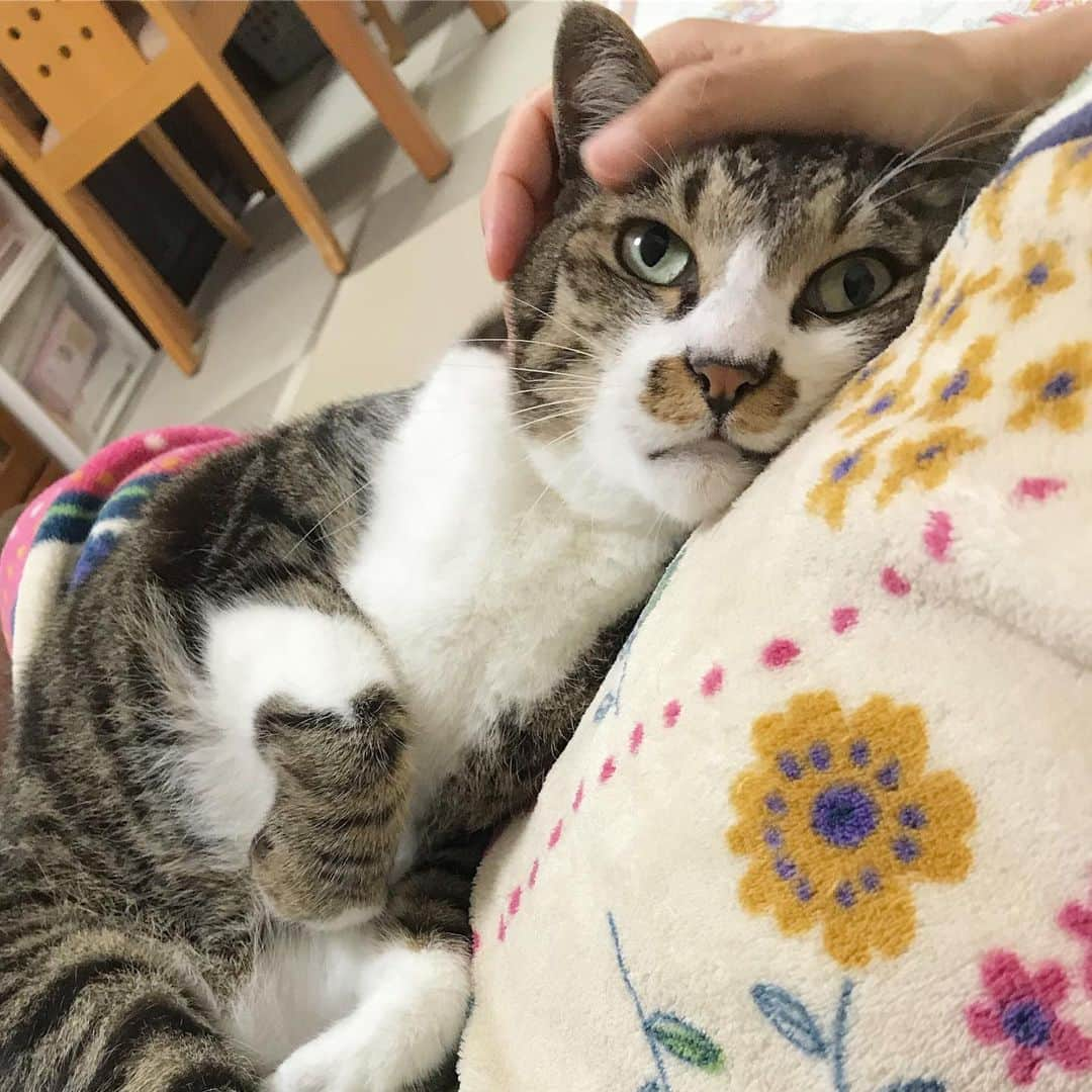 meekooさんのインスタグラム写真 - (meekooInstagram)「らぶらぶなう( ´∀｀)♫」6月8日 0時03分 - meekoo