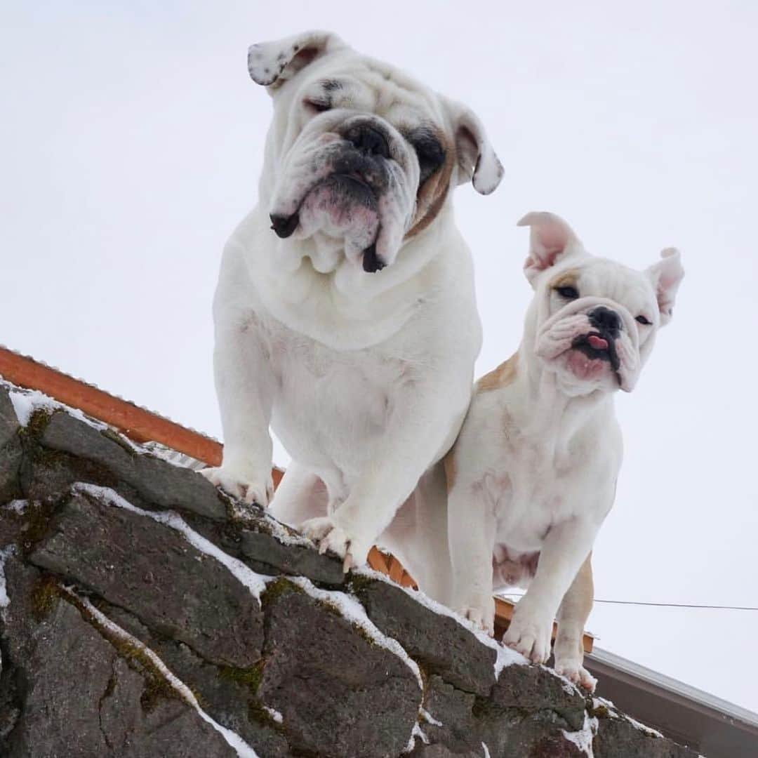 Bodhi & Butters & Bubbahさんのインスタグラム写真 - (Bodhi & Butters & BubbahInstagram)「Adventure time! #friyay . . . . . . #bulldog #bff #squad #goals #dogsofinstagram #bestoftheday #friday #love」6月8日 0時43分 - keonistuff