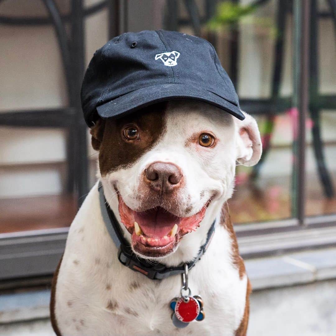 The Dogistさんのインスタグラム写真 - (The DogistInstagram)「Dexter snagged the new Dogist hat and now look at him...he’s as happy as a dog with a bone and wow does he look cool! Get yours now at the link in bio!」6月8日 0時48分 - thedogist