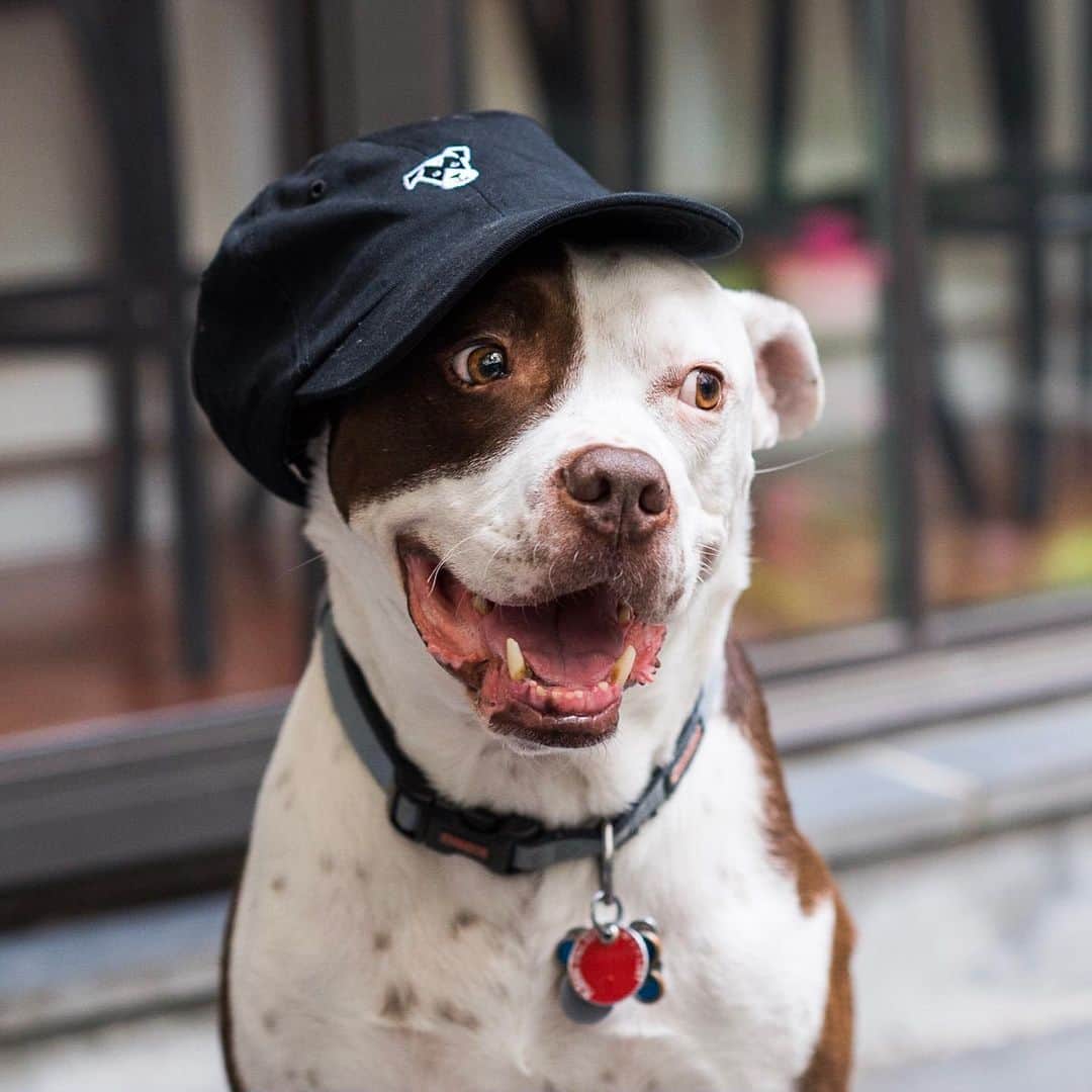 The Dogistさんのインスタグラム写真 - (The DogistInstagram)「Dexter snagged the new Dogist hat and now look at him...he’s as happy as a dog with a bone and wow does he look cool! Get yours now at the link in bio!」6月8日 0時48分 - thedogist