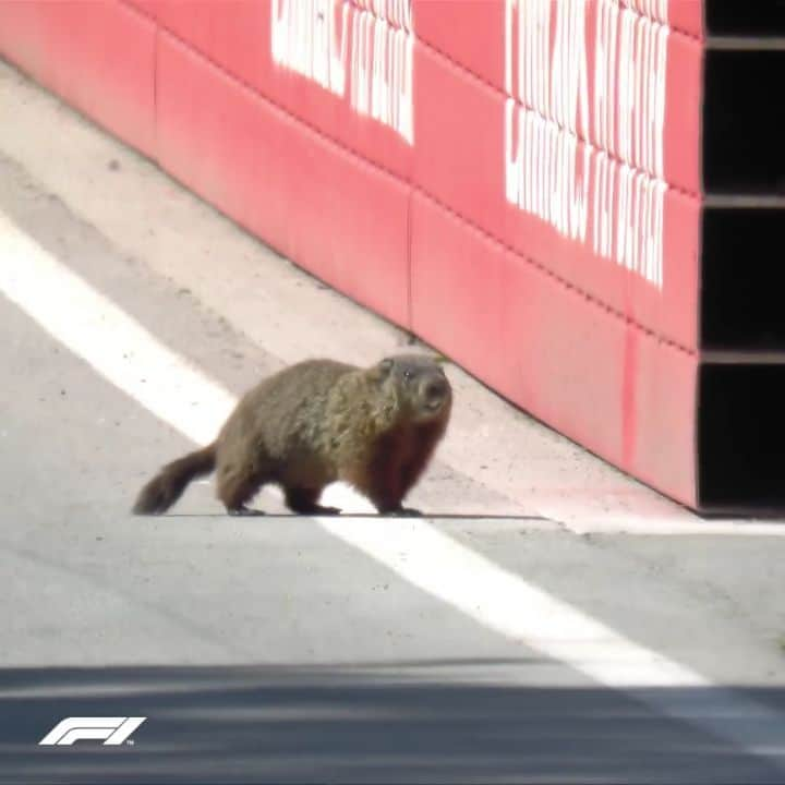 F1のインスタグラム