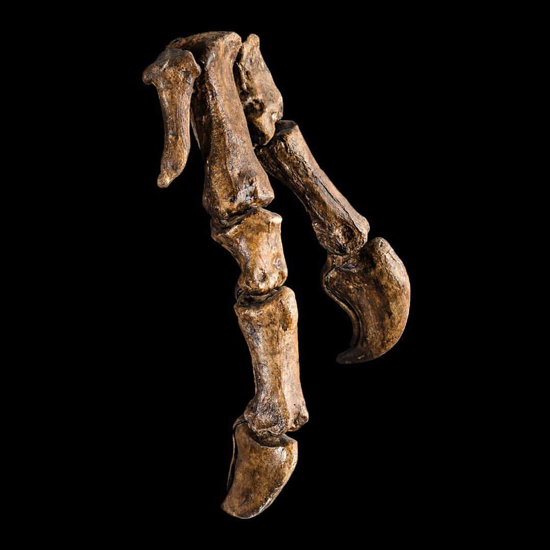 スミソニアン博物館さんのインスタグラム写真 - (スミソニアン博物館Instagram)「🔍Test your fossil detective skills this #FossilFriday. Can you guess what animal these belonged to? Clues: 🦴It lived in a rich ecosystem that flourished 67 to 66 million years ago, and was found in present-day Montana. 🦴Its thick, serrated teeth ripped through flesh—sometimes leaving holes in other dinosaurs’ bones. 🦴Most of the tail of the one in @smithsoniannmnh's #DeepTime was washed away before the skeleton was buried. We used casts from other specimens to replace the missing bones.」6月8日 1時29分 - smithsonian