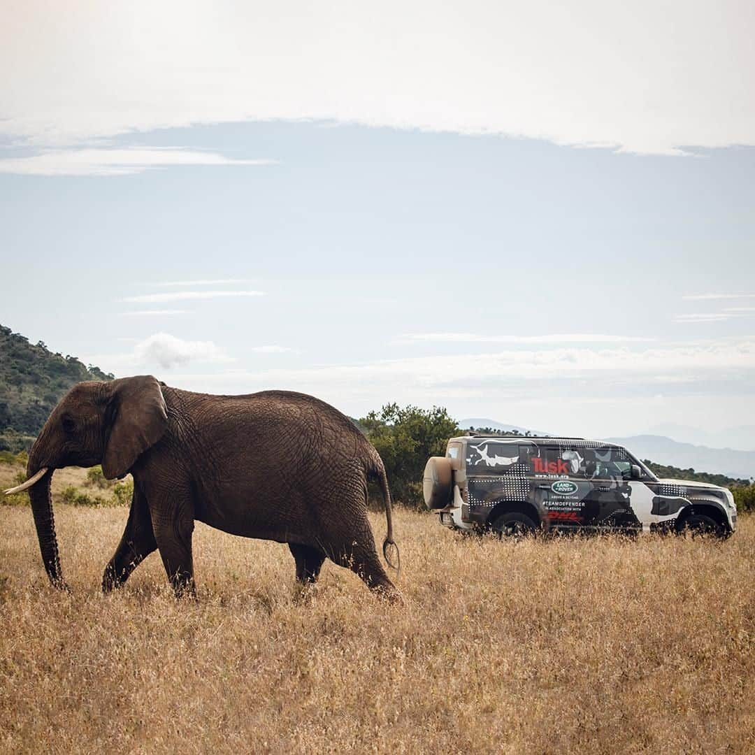 Land Roverさんのインスタグラム写真 - (Land RoverInstagram)「The challenging terrain of the Borana Conservancy in Kenya proved to be the perfect testing ground for a prototype of the new #DEFENDER, supporting our partner @tusk_org with their lion conservation operations. Tap the link in our bio to see more.  #LandRover #TeamDefender #LandRoverDefender #NewDefender #Best4x4xFar #OffRoad #4x4 #Testing #Carsofinstagram #Instacar #SUV #CarLifestyle #Adventure #Adventuring #Animals #AnimalConservation #Conservation #Africa #Borana #YearoftheLion @kenyawildlifeservice @boranaconservancy @boranalodge #AllForConservation #Borana #BoranaConservancy #Laikipia @lionlandscapes」6月8日 1時30分 - landrover