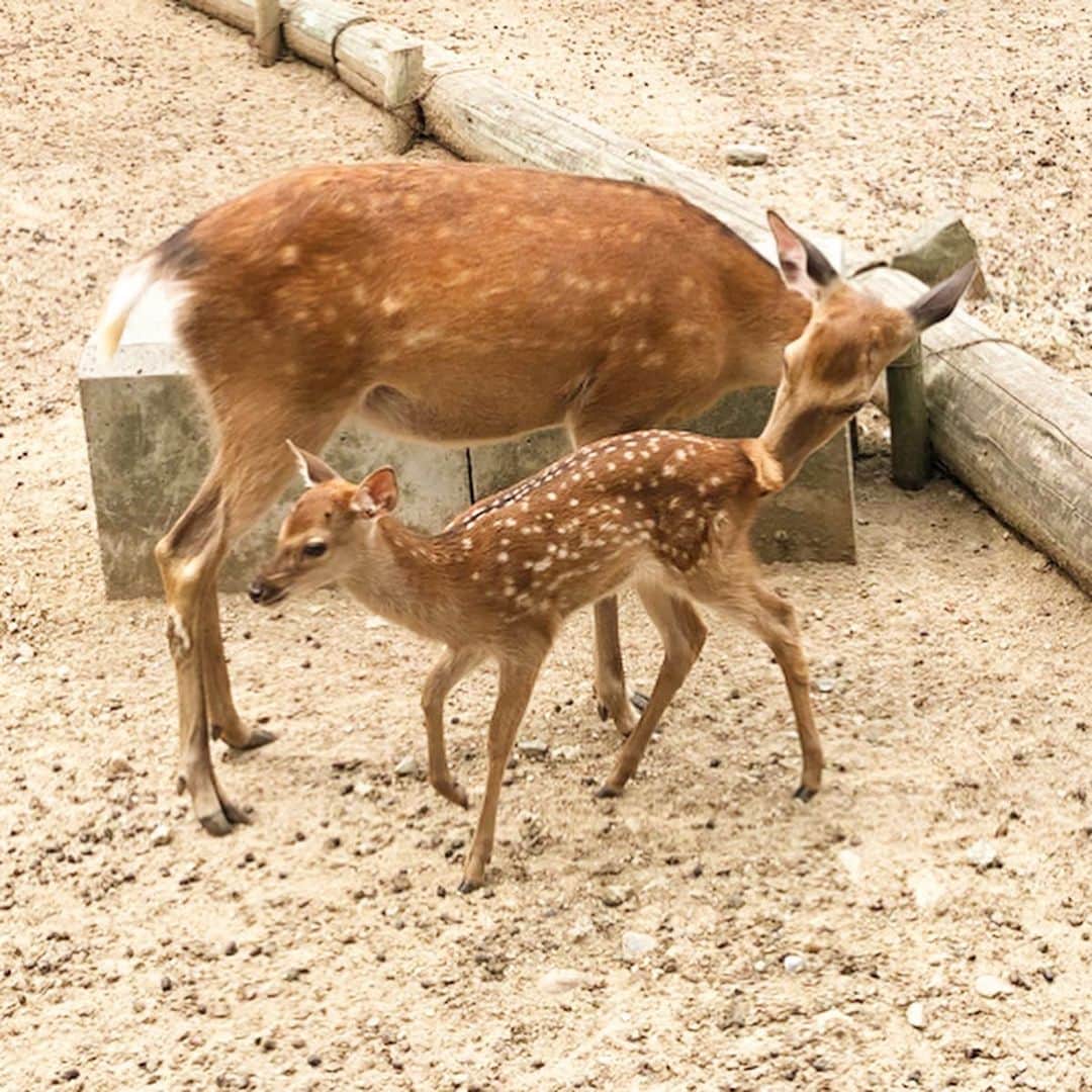 鈴木絢子さんのインスタグラム写真 - (鈴木絢子Instagram)「・ ・ 可愛すぎる#鹿の赤ちゃん動画 撮れました😍 #幸せを呼ぶ鹿のツノ #ツノジュエリー をプロデュースしてからというもの、めっきり鹿の角に興味が。。 ・ #奈良公園 では6月から#鹿苑 で#子鹿公開 ということで、先日行ってきました🤗🦌✨ ・ #1時間前に生まれた子鹿 がお乳を飲む様子まで見られ、（赤ちゃん鹿に触れるのは厳禁なのでフェンス越しで） かつてないほど至近距離での鹿たちとの接触。 ・ そして鹿の鳴き声にびっくり。 幸せな時間でした🦌🦌🦌✨✨ ・ ・ ・ #女子旅 #鹿の角 #鹿公園 #鹿の大群 #赤ちゃん鹿 #生まれたての子鹿 #動物の赤ちゃん #子鹿 #親子鹿 #動物好き #バンビ #春日大社 #鹿だまり #narajapan #narapark #fawn #deer #Bambi #drive #🦌」6月8日 1時35分 - ayako_suzuki810