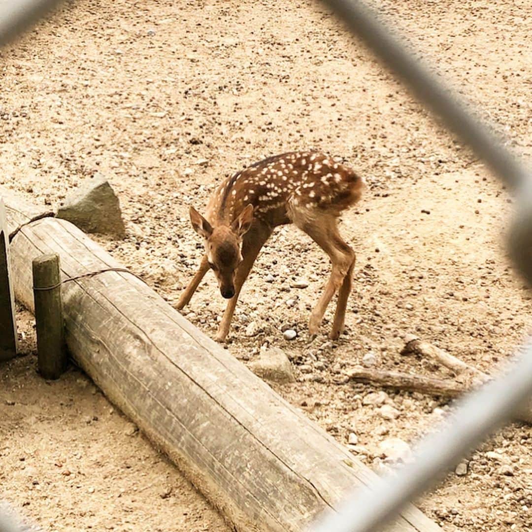 鈴木絢子さんのインスタグラム写真 - (鈴木絢子Instagram)「・ ・ 可愛すぎる#鹿の赤ちゃん動画 撮れました😍 #幸せを呼ぶ鹿のツノ #ツノジュエリー をプロデュースしてからというもの、めっきり鹿の角に興味が。。 ・ #奈良公園 では6月から#鹿苑 で#子鹿公開 ということで、先日行ってきました🤗🦌✨ ・ #1時間前に生まれた子鹿 がお乳を飲む様子まで見られ、（赤ちゃん鹿に触れるのは厳禁なのでフェンス越しで） かつてないほど至近距離での鹿たちとの接触。 ・ そして鹿の鳴き声にびっくり。 幸せな時間でした🦌🦌🦌✨✨ ・ ・ ・ #女子旅 #鹿の角 #鹿公園 #鹿の大群 #赤ちゃん鹿 #生まれたての子鹿 #動物の赤ちゃん #子鹿 #親子鹿 #動物好き #バンビ #春日大社 #鹿だまり #narajapan #narapark #fawn #deer #Bambi #drive #🦌」6月8日 1時35分 - ayako_suzuki810