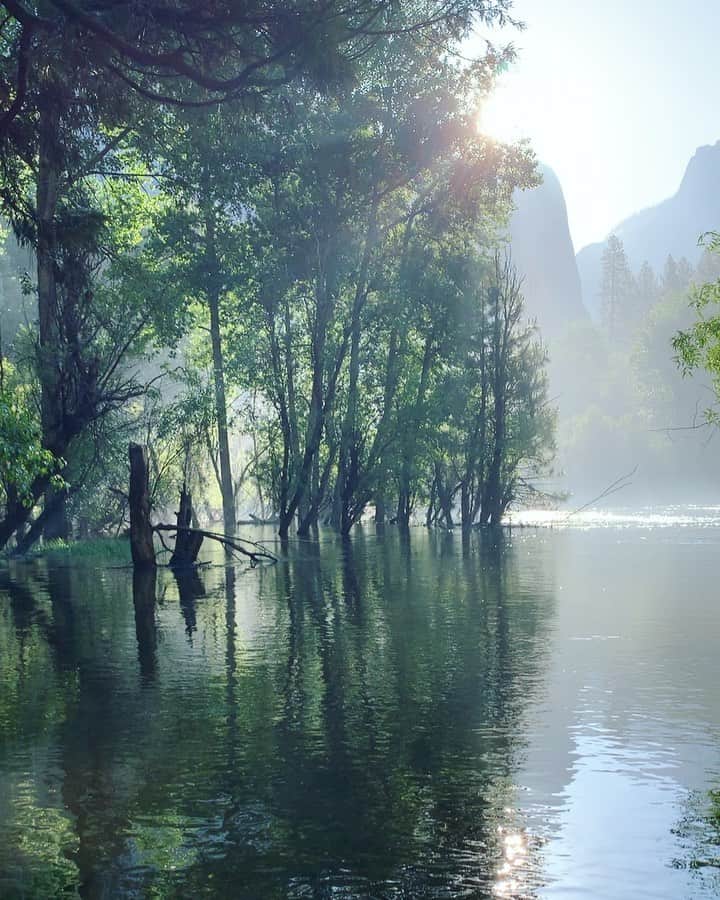 クリス・バーカードのインスタグラム：「I made a quick stop in Yosemite the other day to watch the sunrise and witness the most swollen Merced river I have ever seen. It blew my mind to see what 200% snowpack can result in.. waterfalls are raging of course but more importantly Merced is deep and fast moving with class 5 rapids in places where you could walk ankle deep. It’s a pretty otherworldly sight to see trees just floating mid trunk. Such a beautiful sight ... except the mosquitos are on a whole new level... Biblical even.  Quick iPhone documentation here.」