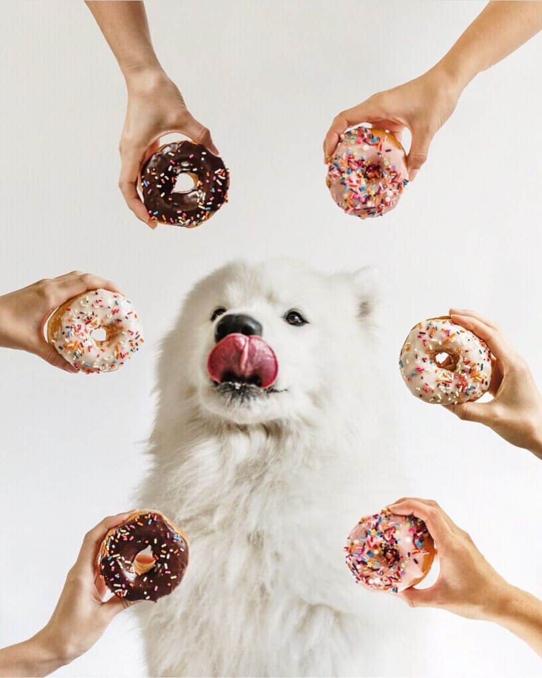 DogsOf Instagramのインスタグラム：「“Donut mind if I do” writes @ladiesman.leo Happy #nationaldonutday to all the donut + dog lovers out there! 🍩 ❤️ 🐶  #dogsofinstagram」