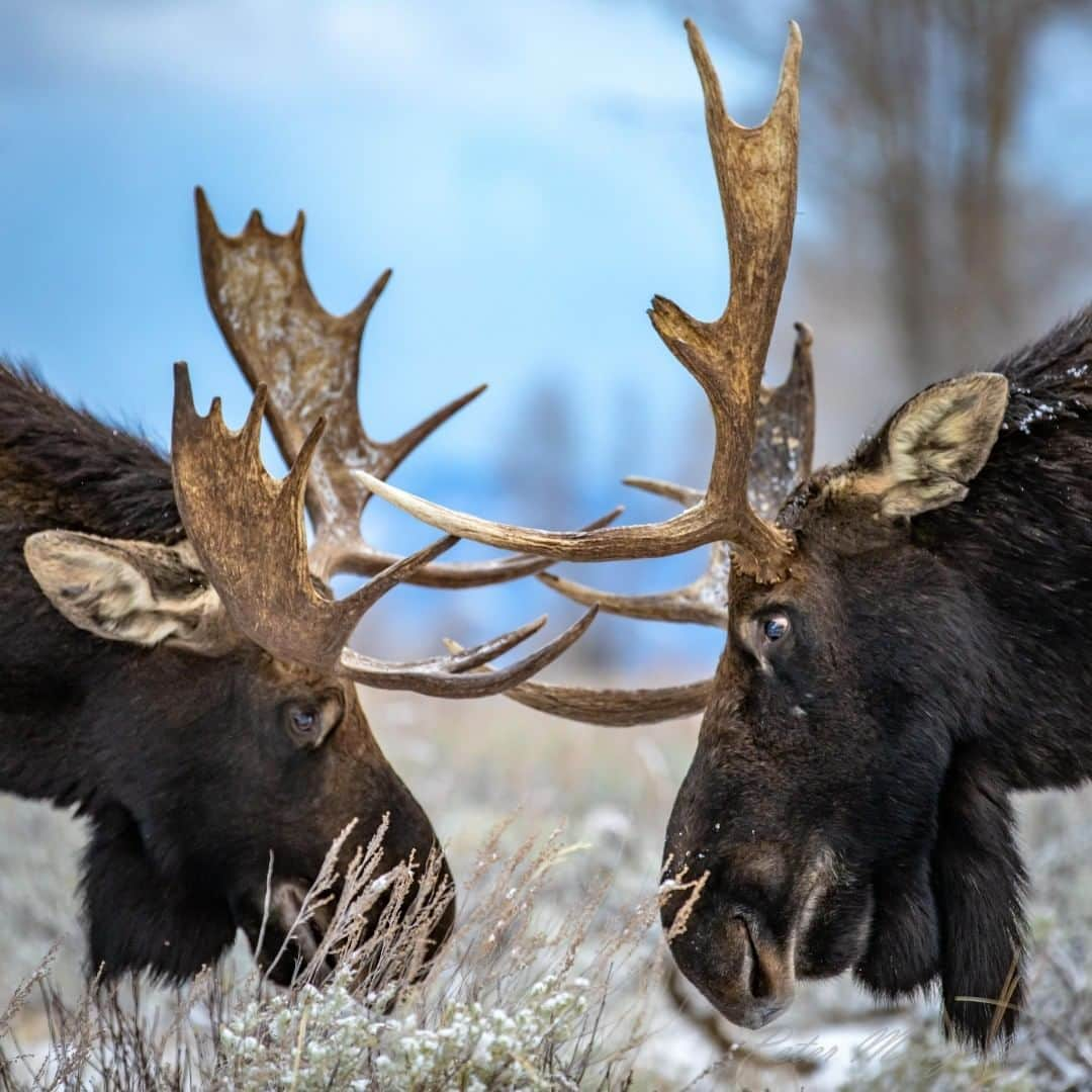 アメリカ内務省さんのインスタグラム写真 - (アメリカ内務省Instagram)「Hey it’s Peter(@grizzlymanchild), again! My next photo was shot last fall at Grand Teton National Park in Wyoming, just before the snow really started falling. I was able to watch a few large bull moose tussle with each other. I feel like this one could be titled “Two pine camels deep in thought.” Sometimes the moose would spar for a few seconds, sometimes for an hour or so! It was awesome just to watch these large animals push each other around. Photo and words courtesy of Peter Mangolds (@grizzlymanchild). #usinterior #nationalparkphotography #wildlife #travel」6月8日 3時30分 - usinterior