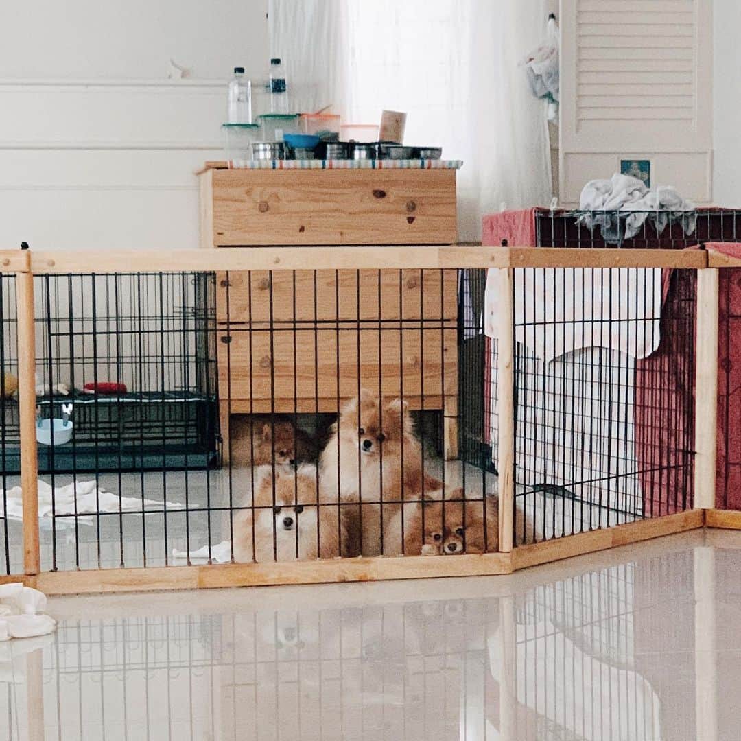 r_oseのインスタグラム：「The trio🍡 and sompawdy over there🦁〰️」
