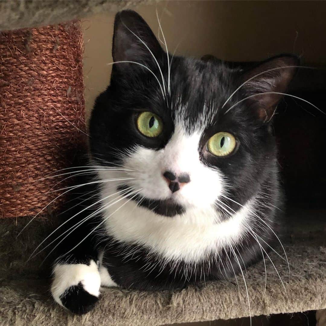 Tuxedo Cat Brosのインスタグラム：「SUMMER FRIDAY FEELS ☀️」