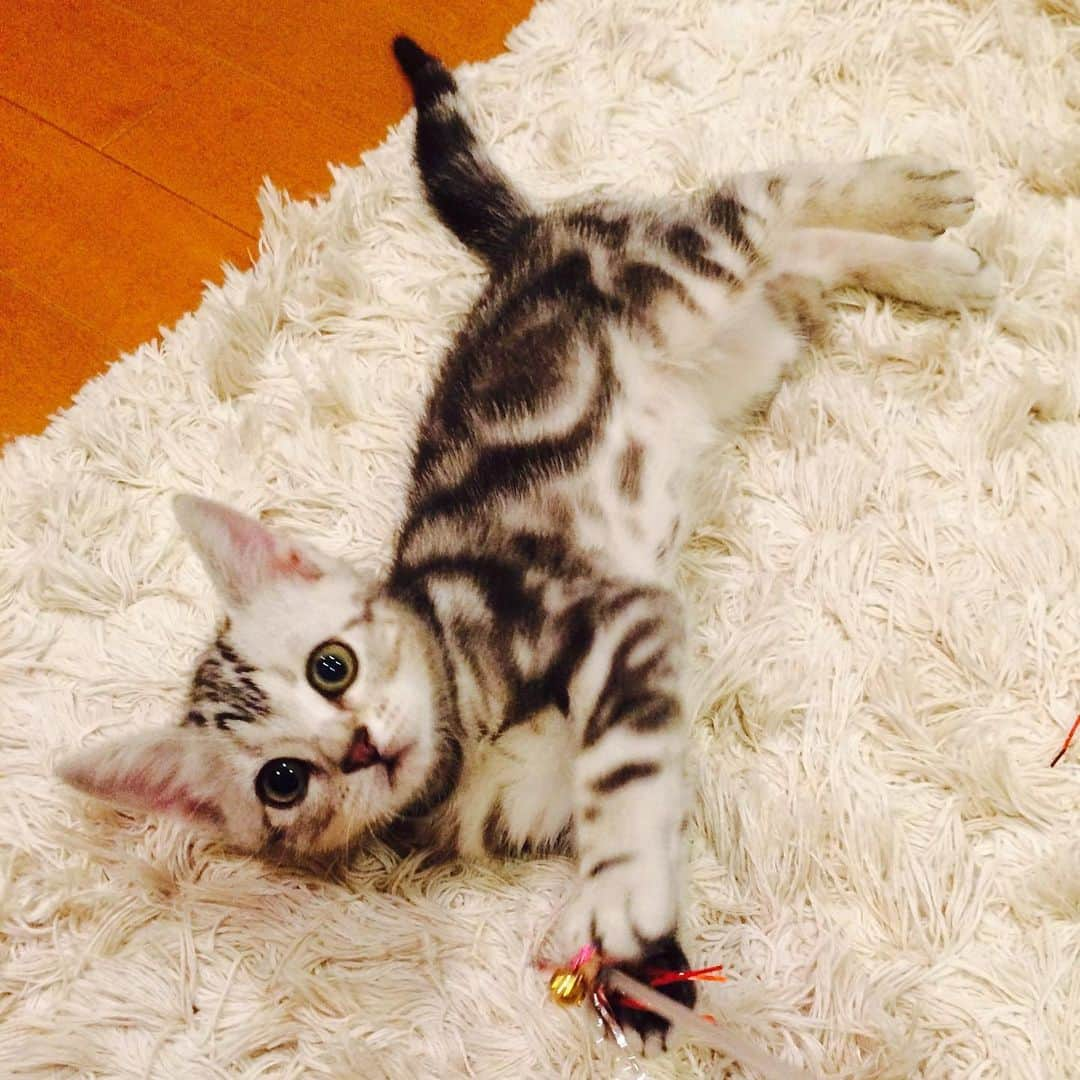 Alain アランさんのインスタグラム写真 - (Alain アランInstagram)「Good morning! Bonjour! Happy Caturday! Baby Alain.I was two months old. Playing with my mom. * おはようございます。 土曜日は蔵出しアラン！ アランの子猫時代の写真をお見せています。 アラン、生後2カ月すぎ。うちに来て5日目。私にとって初めての猫、しかも子猫。だから私はちょっと不安もありましたが、アランはトイレはすぐにできたし、お湯でふやかしたフードや子猫用ミルクなどを元気いっぱい食べて、よく遊んでくれました。 * #babyalain  #catstagram #cat_features  #topcatphoto #cutepetclub #catsofinstagram #ig_catclub #cats_of_world #meowsandwoofs #meowvswoof#nc_cuties #excellent_cats #catstocker  #bestmeow #magnificenteowdels#bestcats_oftheworld#INSTACAT_MEOWS #peco #スタペグラム#ペピ友#animalsco#mofmo#igersjp#みんねこ#ふわもこ部#ペコねこ部 #アメショー」6月8日 5時38分 - alain_cat