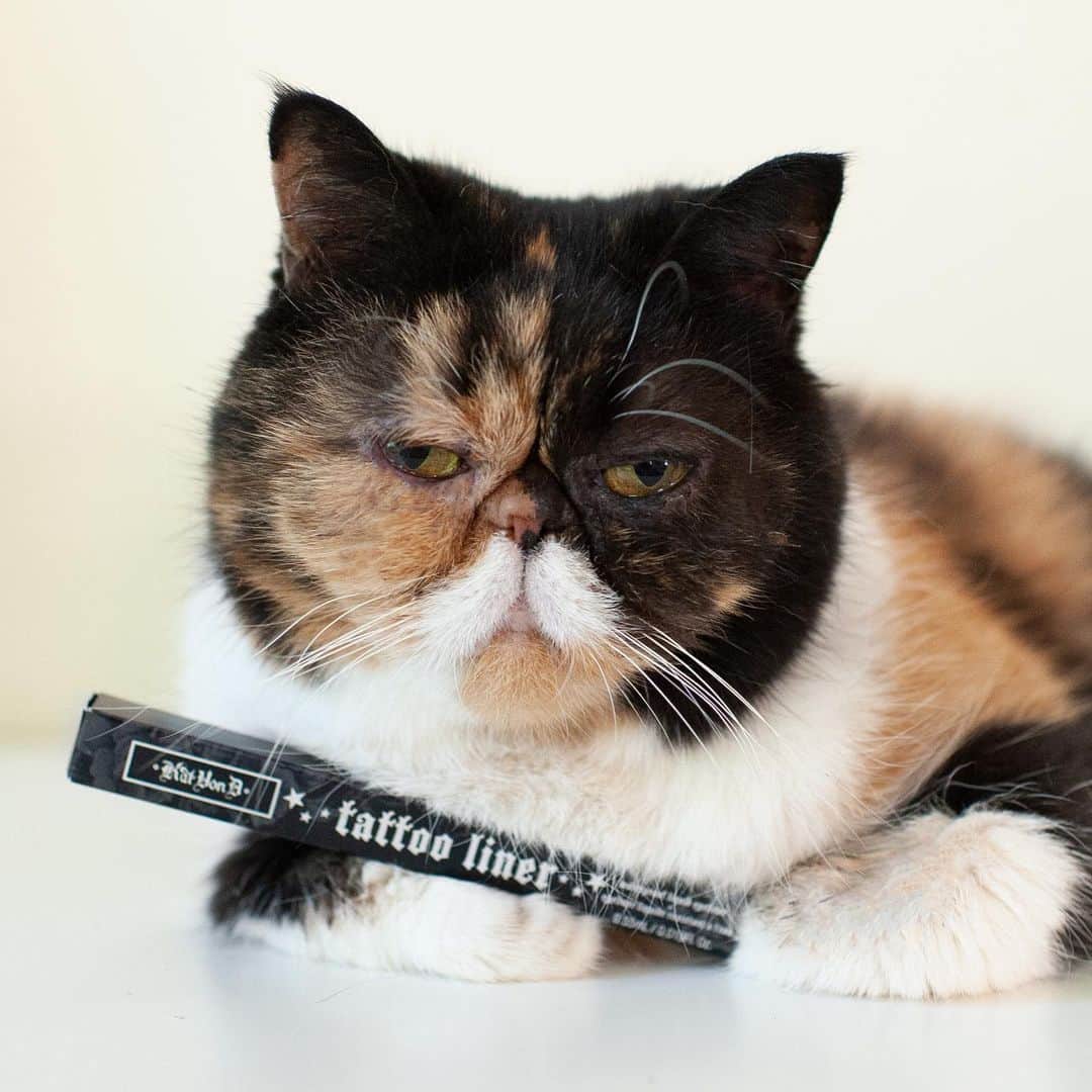 のインスタグラム：「Want to meet Pudge? She'll be at CatCon in Pasadena, CA on June 29 & 30. This year we're partnering with @katvondbeauty because we love that they are 100% vegan and never test on animals. Plus, they create the PURRfect eyeliner for creating a cat eye (almost) as fierce as Pudge's cat eyes. All CatCon ticket proceeds benefit animals in need, which is all the more reason to come celebrate with Pudge! We hope to see you at #CatCon! Get your tickets at @catconworldwide 😻 #KVDBxCATCON」