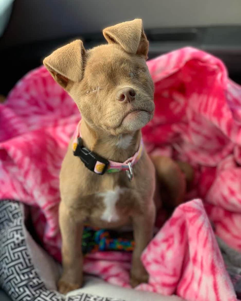 DogsOf Instagramのインスタグラム：「“Puddin came to the SPCA with severely infected eyes at 5 to 6 weeks old. She was immediately taken to the vet and it was determined her eyes were causing her a great deal of pain and The infection was so severe it left her completely bind. With her quality of life the center of all the decisions made, it was decided that it would be best to have her eyes removed. A few weeks later she was placed up for adoption and me and my family went in to meet her. And the rest is history!” writes @mydearpuddin  #dogsofinstagram」