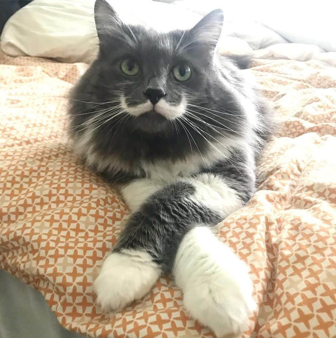 Instagramさんのインスタグラム写真 - (InstagramInstagram)「Nice ‘stache! Today’s #WeeklyFluff is Hamilton (@hamilton_the_hipster_cat) from San Francisco. “Seven years after adopting him and I still smile every time I see that mustache,” says Hamilton’s human Jay Stowe.  Photo by @hamilton_the_hipster_cat」6月8日 6時07分 - instagram