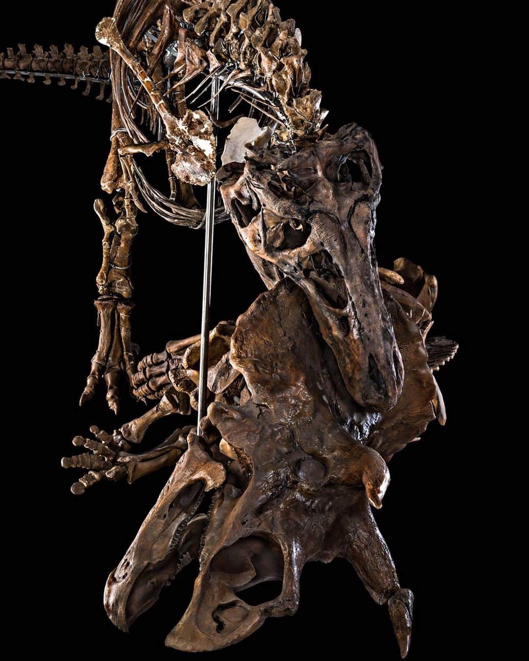 スミソニアン博物館さんのインスタグラム写真 - (スミソニアン博物館Instagram)「It's the ultimate #FossilFriday: T. rex (with a side of Triceratops). At 42 feet long and 15,400 pounds, T. rex towered over other carnivores in its ecosystem. But those arms? 🤷‍♀️🤷‍♂️ They were too small to grab prey, although the joints and muscles were still functional, so their use remains a mystery. In 1988, rancher Kathy Wankel discovered this Tyrannosaurus specimen while hiking on land managed by the U.S. Army Corps of Engineers. After a little digging with a garden shovel and a jackknife, she unearthed the first complete T. rex arm ever found. Thanks to everyone who played along with our fossil detective series! 🔍 See these specimens in all their glory in @smithsoniannmnh's new #DeepTime fossil hall.」6月8日 6時24分 - smithsonian