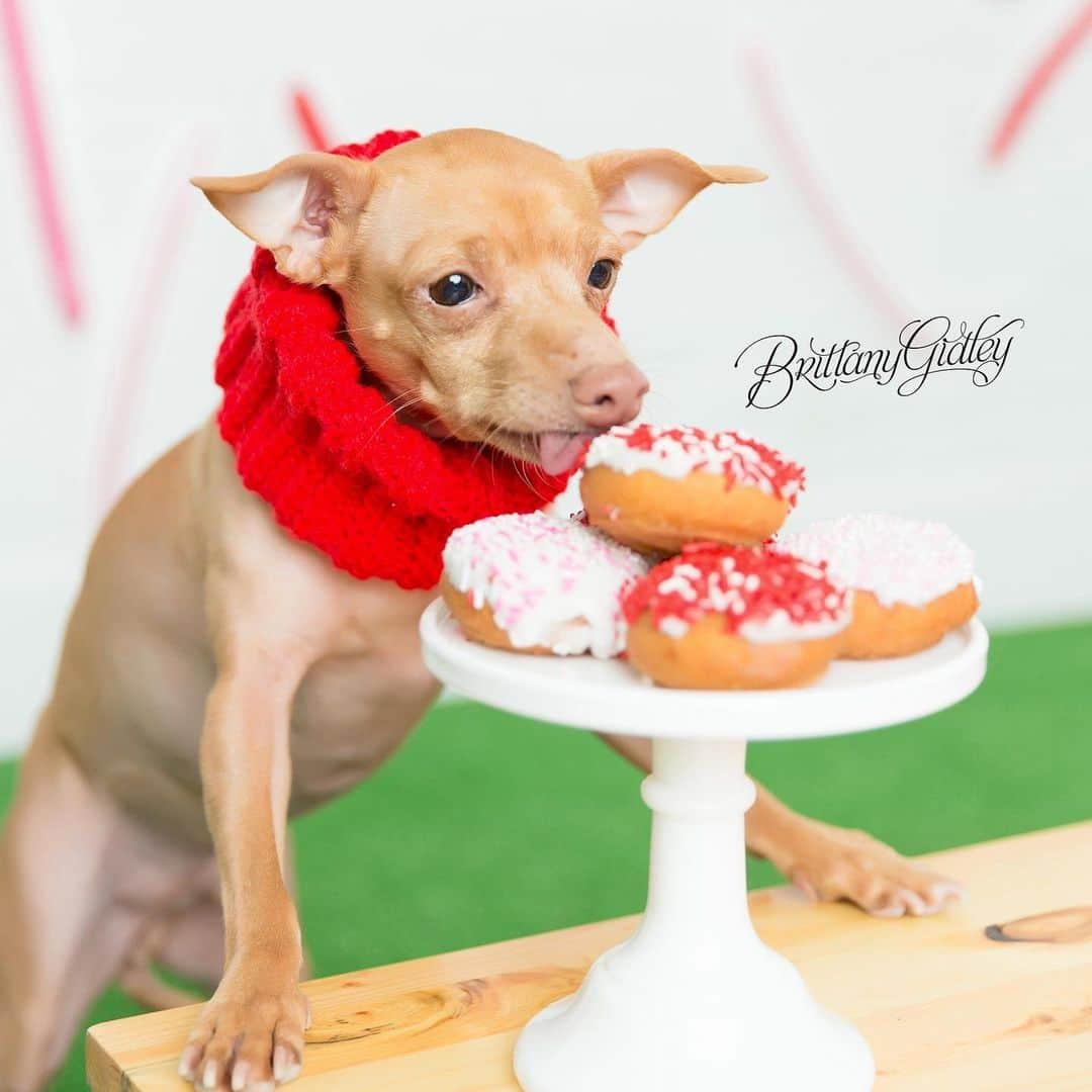 Tuna {breed:chiweenie} さんのインスタグラム写真 - (Tuna {breed:chiweenie} Instagram)「He’s definitely not above donuts, especially ones made specifically for dogs. His salivating captured by the incredible @brittanygidley! #nationaldonutday」6月8日 6時31分 - tunameltsmyheart