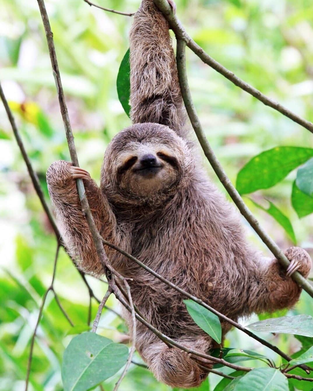TED Talksのインスタグラム：「Here’s a fun fact: Three-toed sloths fart through their mouths. You’re welcome for this knowledge. Sloths are typically known for their lazy, sluggish behavior, and let’s be honest —  sleeping all day doesn’t sound half bad. But the truth is, there’s so much more to these incredible creatures. They also have a four-chambered stomach, and it takes them up to a month to digest a single leaf! “Sloths have taught me a lot about slowing down,” says zoologist Lucy Cooke. “I think that the planet would benefit if we all took a slowly digested leaf out of their book.” For more sloth fun facts (plus some adorable footage!), visit go.ted.com/slothfacts  Photo courtesy of @luckycooke」