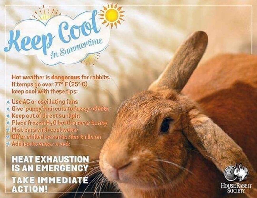 エイミー・セダリスさんのインスタグラム写真 - (エイミー・セダリスInstagram)「@rabbit_rescue_and_rehab ・・・ As the weather gets warmer, make sure your rabbits are cool! . Along with the info in the graphic, here are very helpful tips: -Keep the air conditioner on wherever your rabbit is located in your home -Keep shades down or curtains closed to keep the sun out. Sun coming through a closed window can add a lot of heat to a room. -Using a fan alone is not effective. Fans merely circulate the already warm air in the room. A fan in an air conditioned room is ideal. -Keep extra large frozen bottles in the freezer so you can swap them out frequently. Some rabbits will lie against a frozen bottle; but many won't. If your rabbit is not "using" the ice bottle it is not helping him cool down. -Keep their drinking water cold and fresh. -Give your rabbit cold ceramic/marble tiles that have been in the freezer to lie on. -Feed very wet greens to help keep your rabbit hydrated ( this should be done even when it's not warm/hot) -Make sure your rabbit is eating as much as they usually do! A rabbit that is uncomfortable from the heat will be lazy and not want to do anything, including eat. This adds another level of danger. Hand feed them if necessary. -Some rabbits are even more sensitive to heat than others . If you have multiple rabbits, consider them all individually. Keep the temperature cool enough so that the most heat sensitive rabbit is comfortable. There is NO risk of your rabbits becoming cold. The cooler the temperature, the more comfortable your rabbit is. If YOU think the room is too cold, put a sweater on 😄 Remember that a rabbits core body temperature runs from 101-103 degrees Fahrenheit, (much higher than ours) they are wearing a fur coat, and they can't sweat or pant to cool down. . An overheated rabbit is at risk for serious health complications and even death.  The ideal situation is to leave the air conditioning on (whether you are home or not) have a fan running to help circulate the cool air, close the shades/curtains, keep the water very fresh, offer wet greens and leave frozen water bottles for them. . Doing it all should keep your rabbit safe from the problems caused by heat and they will be grateful for your efforts! 🐰❄️」6月8日 7時07分 - amysedaris