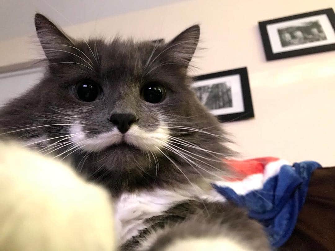 ハミルトンザ・ヒップスターキャットのインスタグラム：「Happy Friday! (Yes, I pounced on the phone immediately after this shot was taken) #mustachecat」