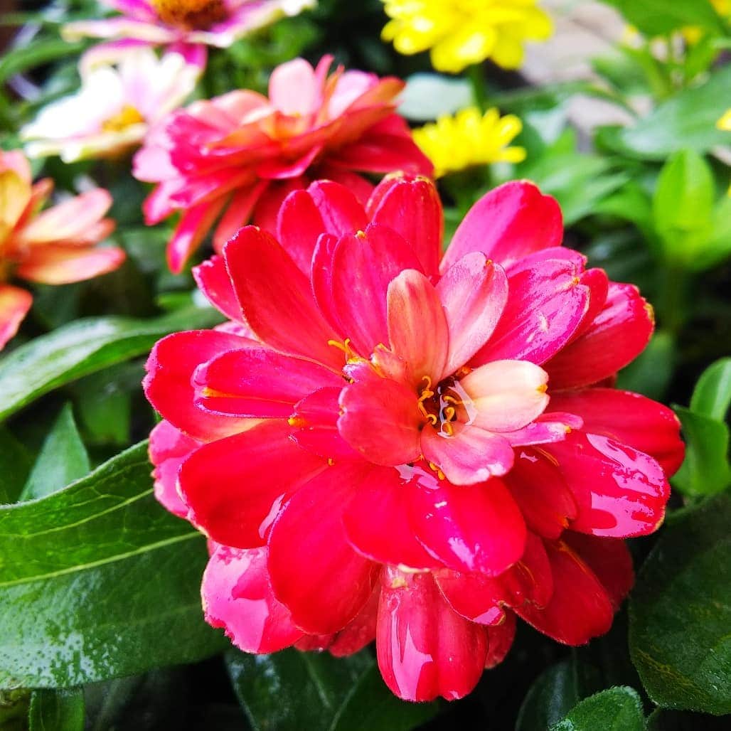 みながわゆみさんのインスタグラム写真 - (みながわゆみInstagram)「#おはようございます #今日も素敵な一日を #雨降り #仕事 #仕事頑張ろう #はな #花 #flower #ジニア #はなまっぷ #花まっぷ #花の写真 #花写真 #花撮り #花好きな人 #花好きな人と繋がりたい #写真好き #写真好きな人と繋がりたい #ピンク #黄色 #きれい #癒される #たのしみ」6月8日 7時47分 - nama.09.19