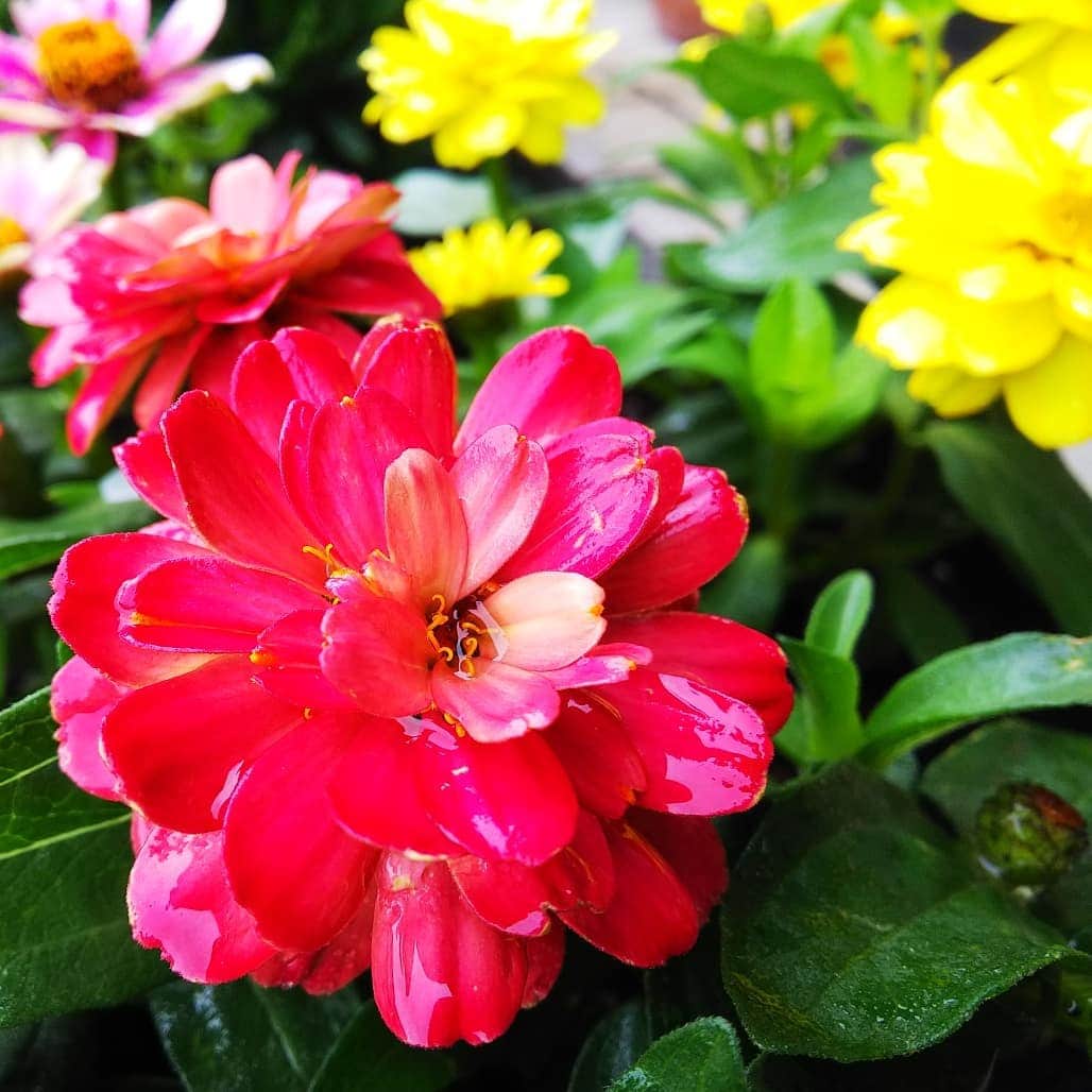 みながわゆみさんのインスタグラム写真 - (みながわゆみInstagram)「#おはようございます #今日も素敵な一日を #雨降り #仕事 #仕事頑張ろう #はな #花 #flower #ジニア #はなまっぷ #花まっぷ #花の写真 #花写真 #花撮り #花好きな人 #花好きな人と繋がりたい #写真好き #写真好きな人と繋がりたい #ピンク #黄色 #きれい #癒される #たのしみ」6月8日 7時47分 - nama.09.19