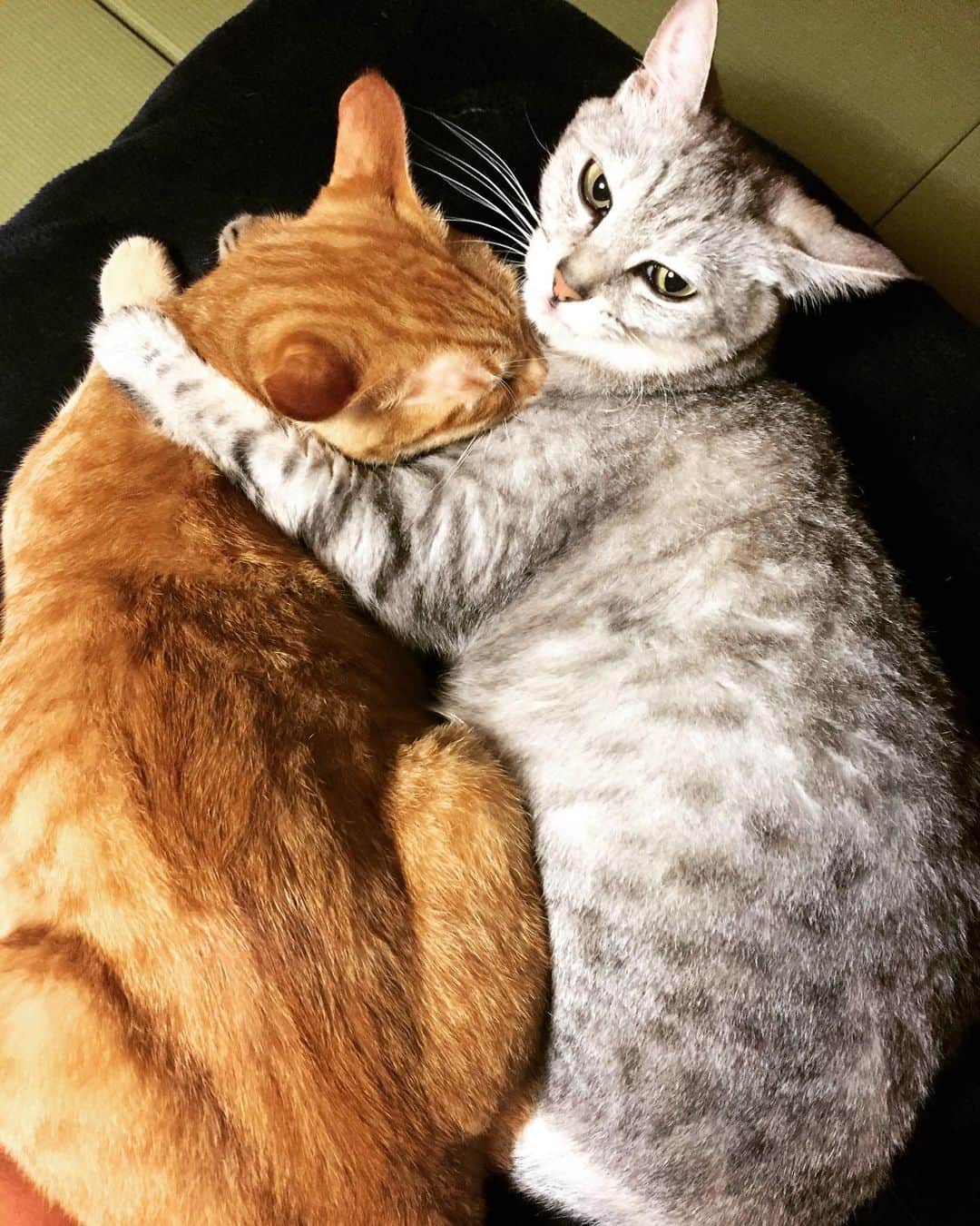 久保田夏菜さんのインスタグラム写真 - (久保田夏菜Instagram)「うちの金と銀。  並んで舐め合いこ。 やっとだね。 仲が悪かったわけじゃなかったけど ペタってなるのに 1年かかったね。 かーちゃん、 とても嬉しいのだよーーーー。  #金と銀 #金 #銀 #先住猫 #おめでとう #めでたい #保護猫と暮らす #みんなのもり」6月8日 7時58分 - kanakubota0805