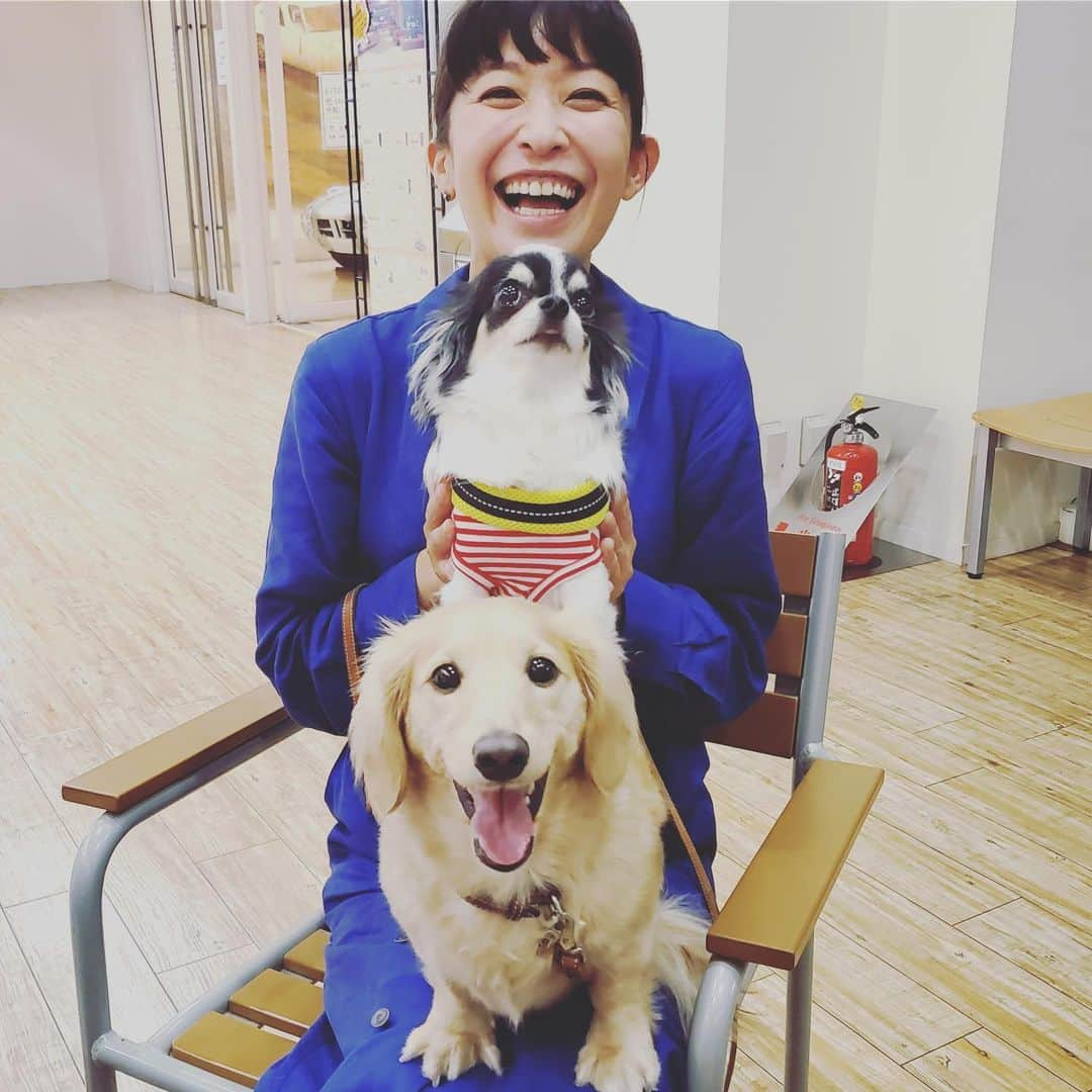 小野真弓さんのインスタグラム写真 - (小野真弓Instagram)「可愛い可愛い風太くん雷太くん🐶🐶💓 よその子と戯れて大喜びのあたしを しらーっ(￣ー￣ )とした顔で見るハナハル😂 #チワワ#ハナちゃん#雷太くん #チワマル#ハルくん #ミニチュアダックスフント#風太くん #いぬすたぐらむ #いぬばか部 #犬友#chihuahua #maltese #mixdog #doglover #dogstagram #お台場#室内ドッグラン#トーテムポール風 とうとう関東も梅雨入り☔️室内ドッグランありがたやー✨5わんこ集合🐶🐶🐶🐶🐶」6月8日 8時09分 - hanaharuaroi