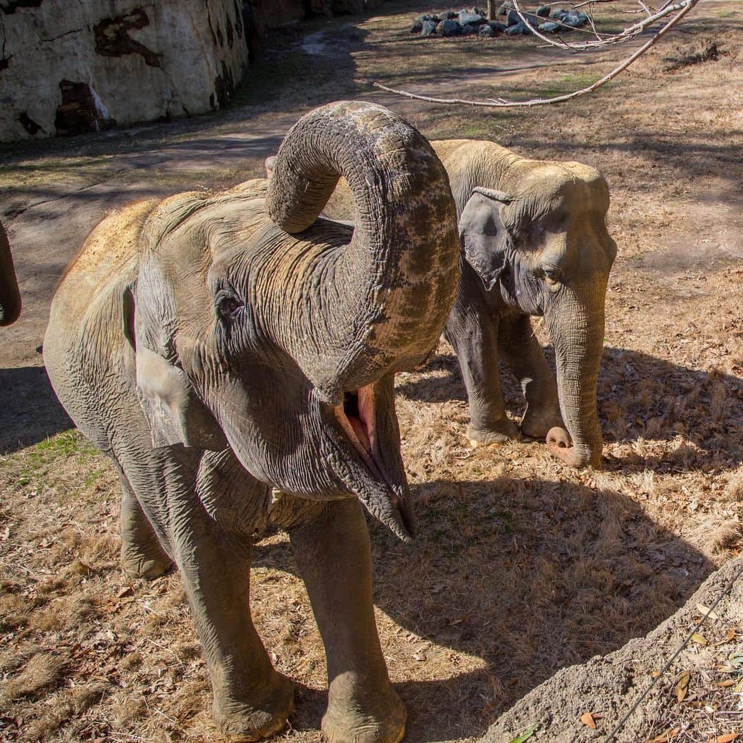 スミソニアン国立動物園さんのインスタグラム写真 - (スミソニアン国立動物園Instagram)「🐘 Elephants are known as pachyderms, meaning “thick-skinned.” But elephant skin varies greatly. It’s paper thin on the ears and an inch thick on the back. Their skin is also surprisingly sensitive. An elephant can feel a fly on its back! 👋 Meet the Zoo’s elephants during the daily keeper demos at 11 a.m. and 4 p.m.」6月8日 8時22分 - smithsonianzoo