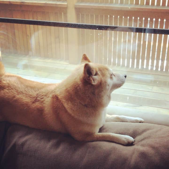 マル子のインスタグラム：「今朝の #どうじつうやく  #マル子  #柴犬  #shiba」