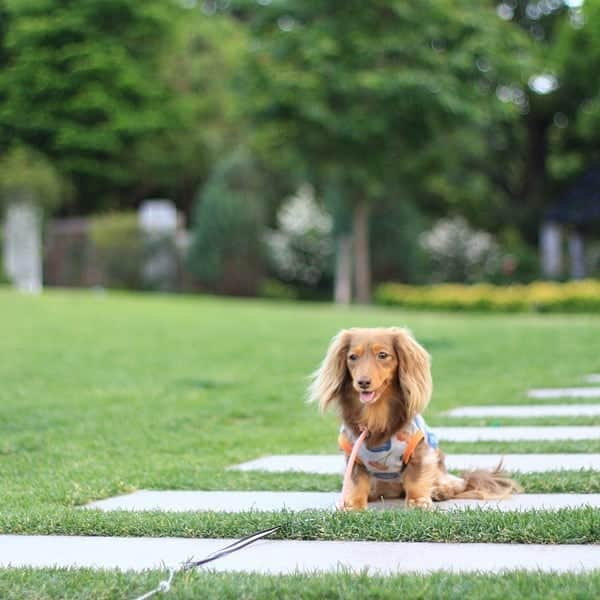 くるみんさんのインスタグラム写真 - (くるみんInstagram)「* アメリカ山公園⛲ あずきちゃんバージョン  #カニンヘンダックスフント #カニンヘン #カニンヘンダックス #カニンヘンダックスフンド #チョコタンダックス #チョコタン #ダックス多頭飼い #ダックスフント #ダックスフンド #ダックス #アメリカ山公園 #元町 #わんこなしでは生きていけません会 #ワンコなしでは生きて行けません会 #ワンコ大好き倶楽部公式 #いぬばか部 #いぬすたぐらむ #短足部 #dachshundgram #dachshund #all_dog_japan #east_dog_japan #dogstagram #instagramdog #instadachs #kyounodachs #todayswanko #7pets_1day #犬のいる暮らし #だっくす」6月8日 8時47分 - michirumugiazu