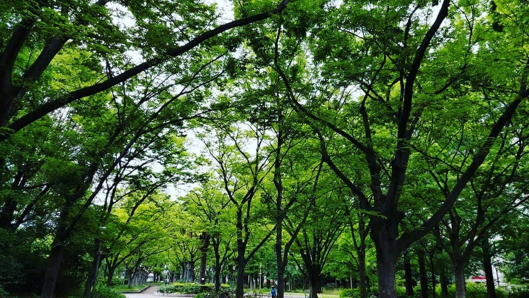 慶元まさ美さんのインスタグラム写真 - (慶元まさ美Instagram)「おはようございます～  週末あさ散歩🎵 緑がキレイ そして、今朝は風が強い  まだ曇り空 晴れてくるのかなぁ～」6月8日 8時48分 - preciousmomentk