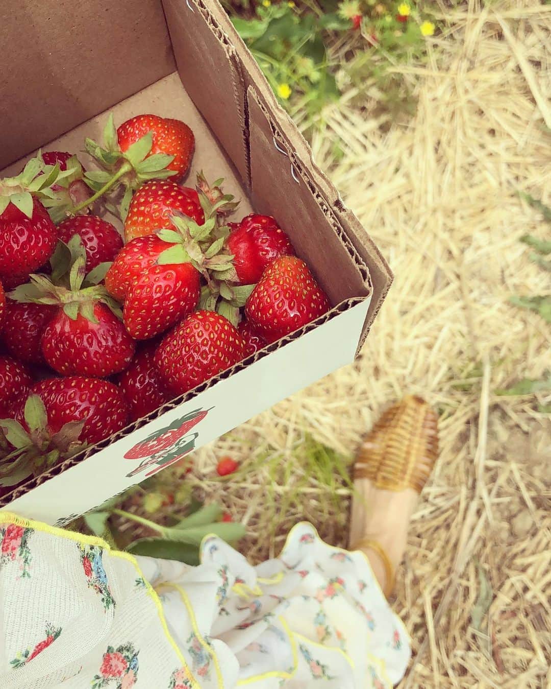 ベサニー・ジョイ・レンツさんのインスタグラム写真 - (ベサニー・ジョイ・レンツInstagram)「🍓 New Jersey Strawberry Picking Day with family 🍓 • (Feeling very Anne of Green Gables today in my @we_are_hah dress and @kayudesign hat) #strawberries #familyday #newjersey #jerseygirls」6月8日 8時49分 - joylenz