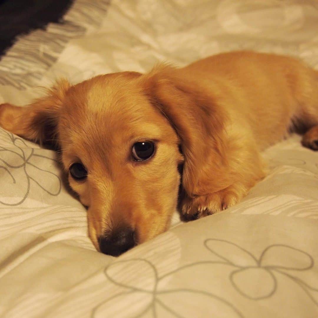 ハッチ＆ニコのインスタグラム：「Puppy Nico (2 months old)  今の1/10位の体重の時  チビッコ写真を見せっこする親バカのタグ. #saturday_puppyfes  土曜日恒例パピフェスですよ～🐾. . #チビnico #pecoいぬ部 #カメラ嫌い同好会  #犬の生活が第一 #癒しわんこ #dachshund #犬バカ部 #短足部 #ふわもこ部 #tokyocameraclub #東京カメラ部」