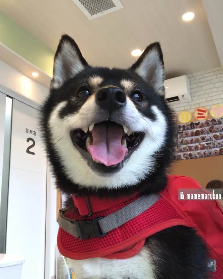 まめ丸のインスタグラム：「* * びょういん🏥でもニコニコのぼく🐶💓 今日はなにするのかなー❓ #いやなよかん * animal Hospital🐶🏥 * #リュックほめられた🐶💓 #オヤツはいってるの🍖🍖🍖 愛用のリュックは⬇︎ ハイライトの #楽天roomに載せてます * #柴犬#豆柴#柴#黒柴#黒豆柴#犬#日本犬#shiba#shibainu#shibastagram#shibadog#puppy#instadog#dogstagram#dog#instashiba#petstagram#pet#buzzfeedanimals#cute#cutedog#강아지#멍스타그램#weeklyfluff#dailyfluff#roomインフルエンサー」