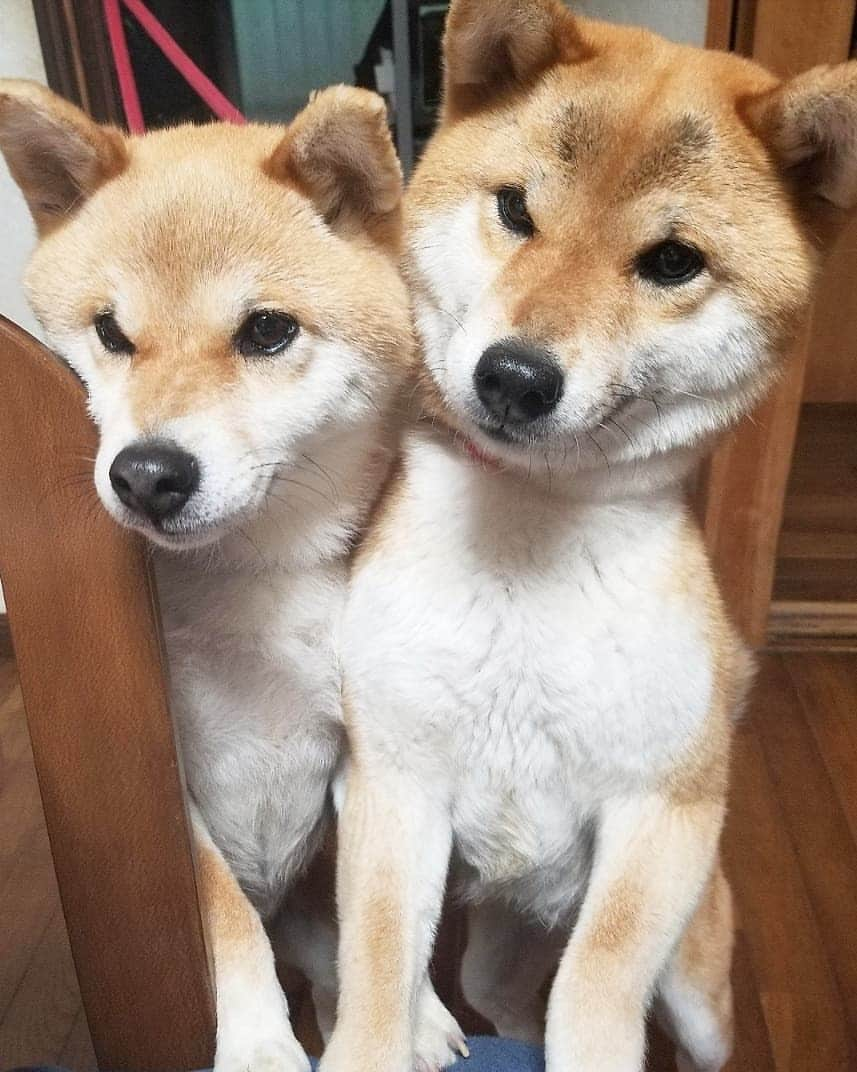 柴犬たま Shibainu Tamaのインスタグラム