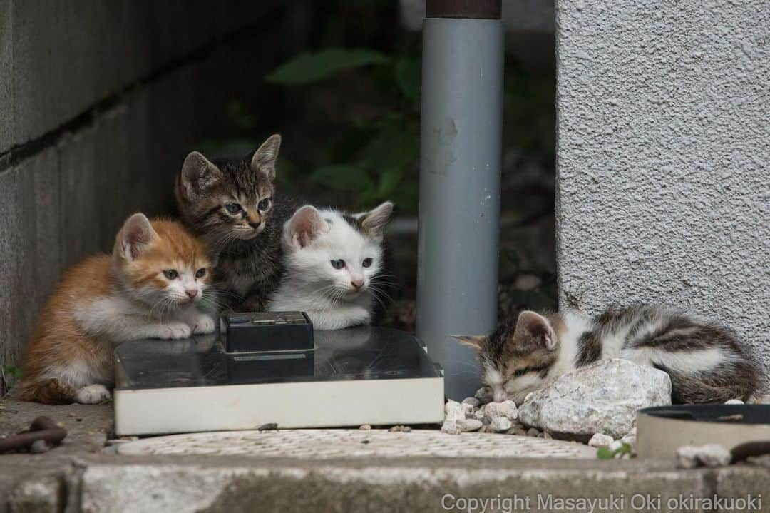 Masayukiさんのインスタグラム写真 - (MasayukiInstagram)「ぐっすり寝てるね。  #cat #ねこ」6月8日 14時42分 - okirakuoki