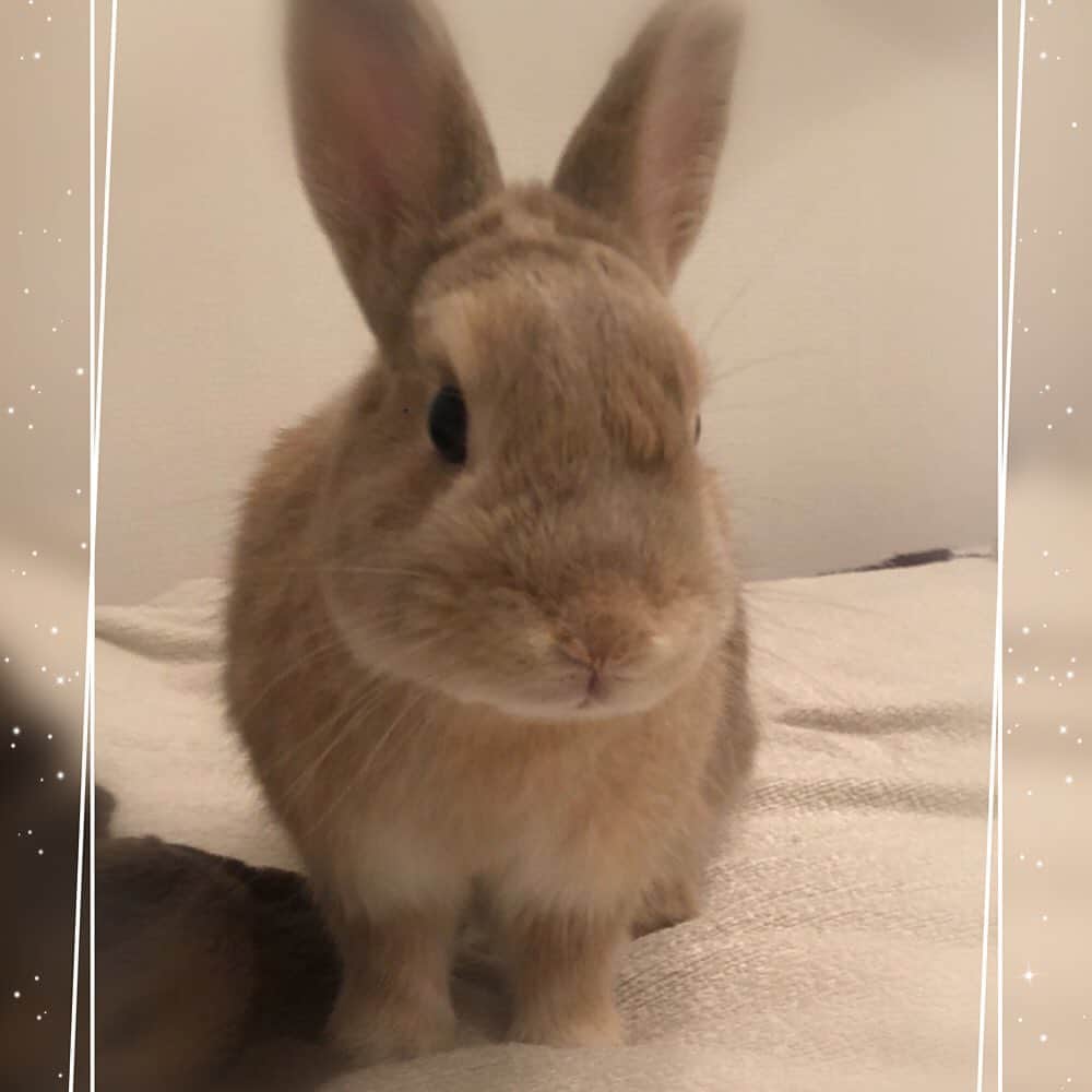 里美ゆりあのインスタグラム：「今日も可愛いポン太😍❤️ #ネザーランドドワーフ#うさぎ#rabbit#pretty#お利口さん#love」