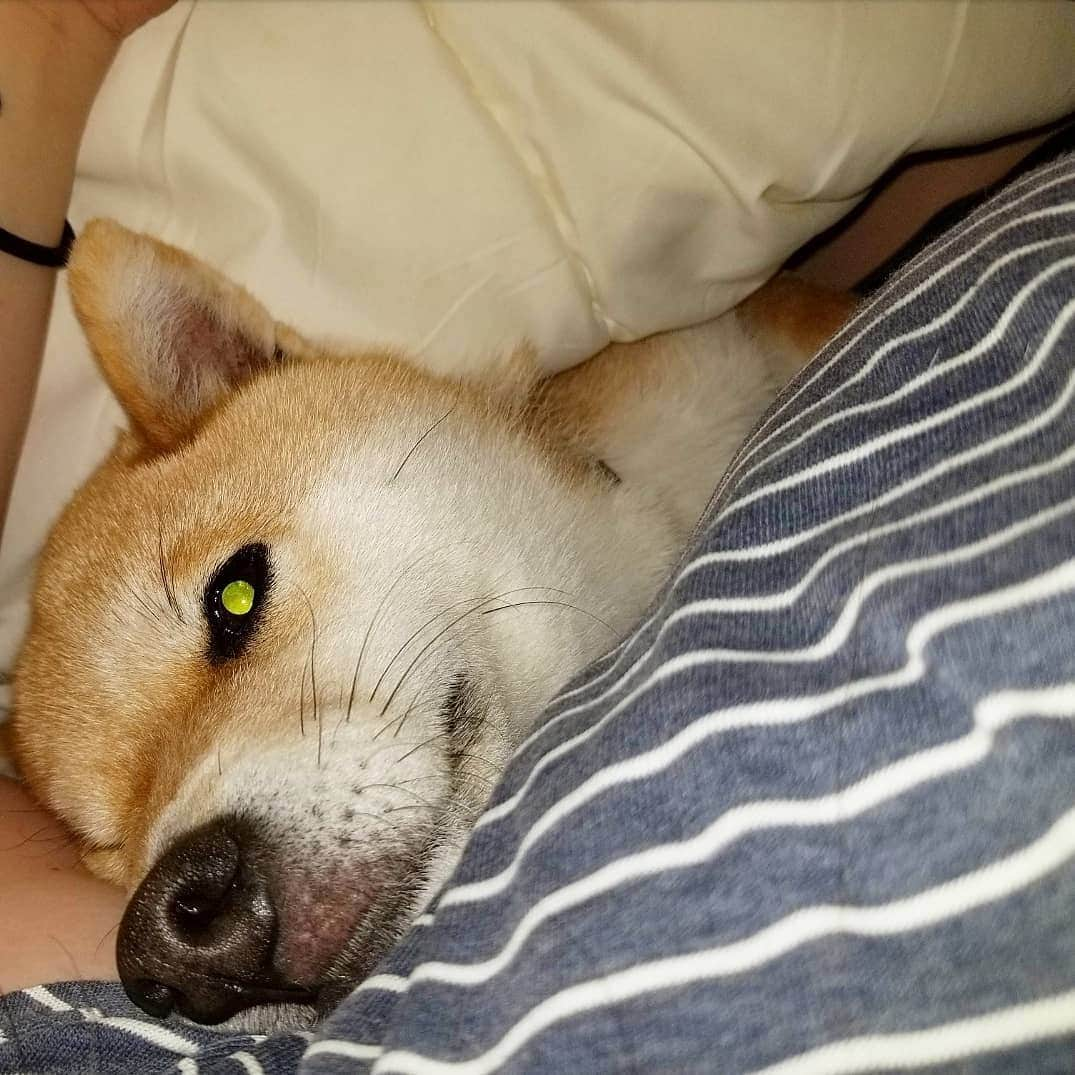 柴犬たま Shibainu Tamaのインスタグラム