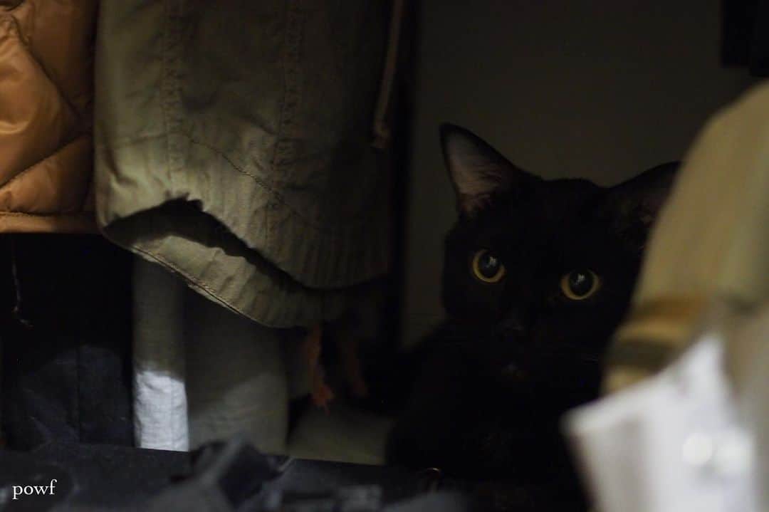 anemone_69のインスタグラム：「. いないと思ったら、 #クローゼットの中 。 . . #ハカセとキョウジュ #blackcat #黒猫 #cat #猫 #保護猫 . . .」