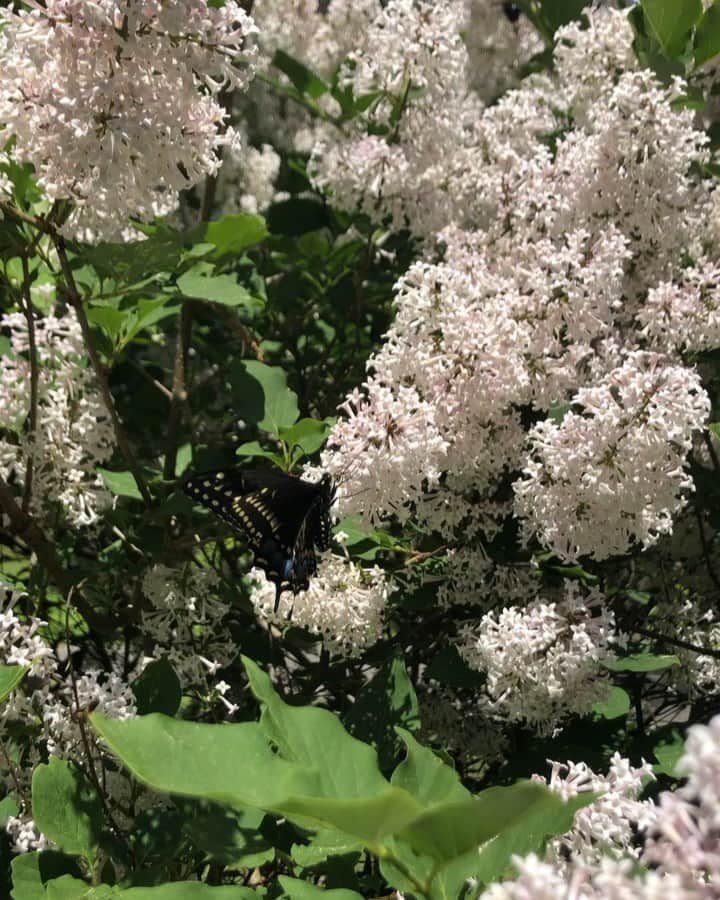 稲木ジョージのインスタグラム：「Lilac flowers only last for a week! So lucky I’m at the castle when it’s fully blossom❤️🦋」