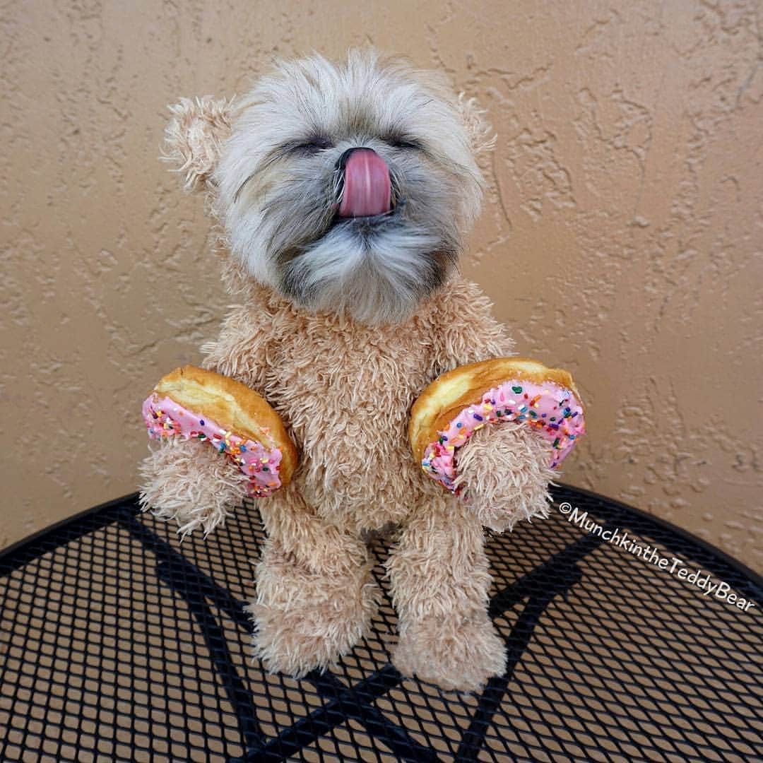 Original Teddy Bear Dogさんのインスタグラム写真 - (Original Teddy Bear DogInstagram)「It's #NationalDonutDay, who wants some #DonutBracelets! 🍩🍩🐶🐻 #fbf」6月8日 9時45分 - munchkintheteddybear