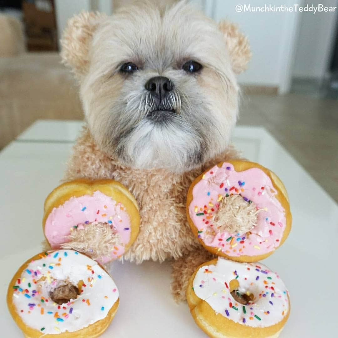 Original Teddy Bear Dogさんのインスタグラム写真 - (Original Teddy Bear DogInstagram)「It's #NationalDonutDay, who wants some #DonutBracelets! 🍩🍩🐶🐻 #fbf」6月8日 9時45分 - munchkintheteddybear