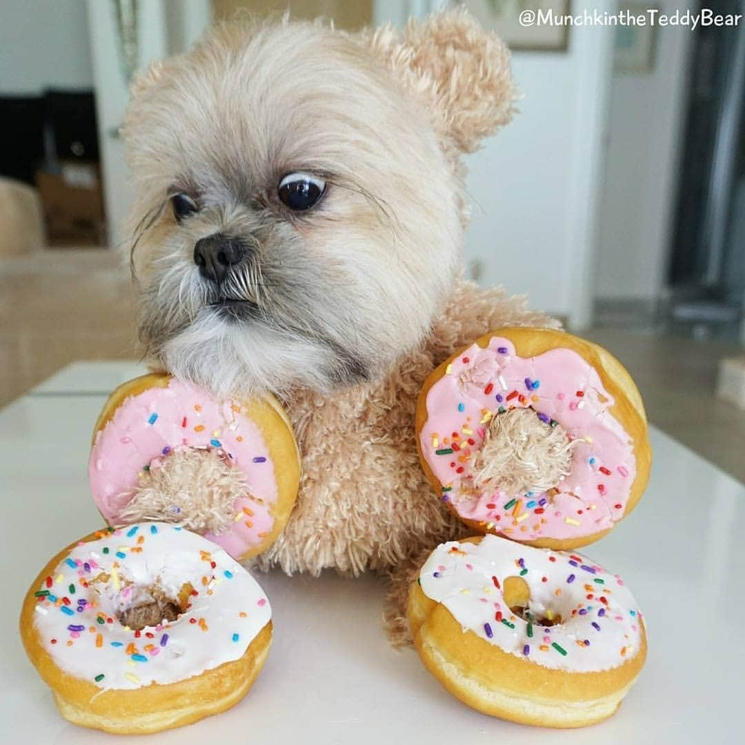 Original Teddy Bear Dogのインスタグラム