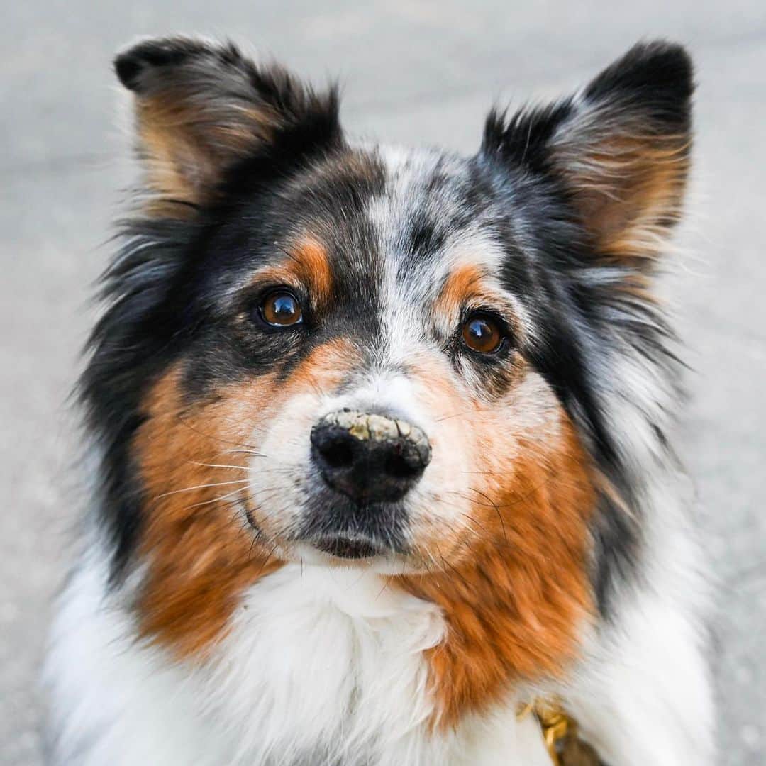 The Dogistさんのインスタグラム写真 - (The DogistInstagram)「Hudson, Australian Shepherd (13.5 y/o), Astor Place, New York, NY • “He’s a great older brother to my kids.”」6月8日 10時04分 - thedogist