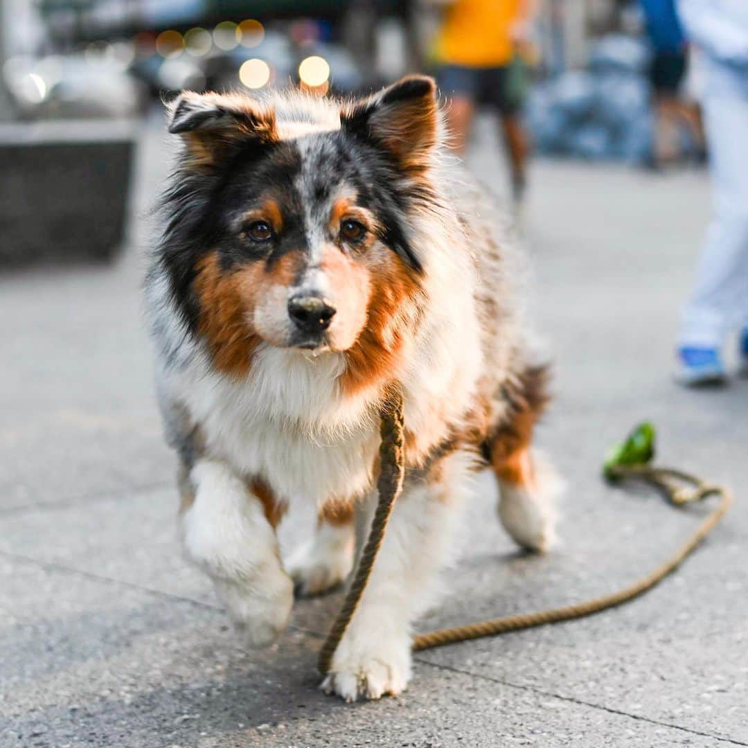The Dogistさんのインスタグラム写真 - (The DogistInstagram)「Hudson, Australian Shepherd (13.5 y/o), Astor Place, New York, NY • “He’s a great older brother to my kids.”」6月8日 10時04分 - thedogist