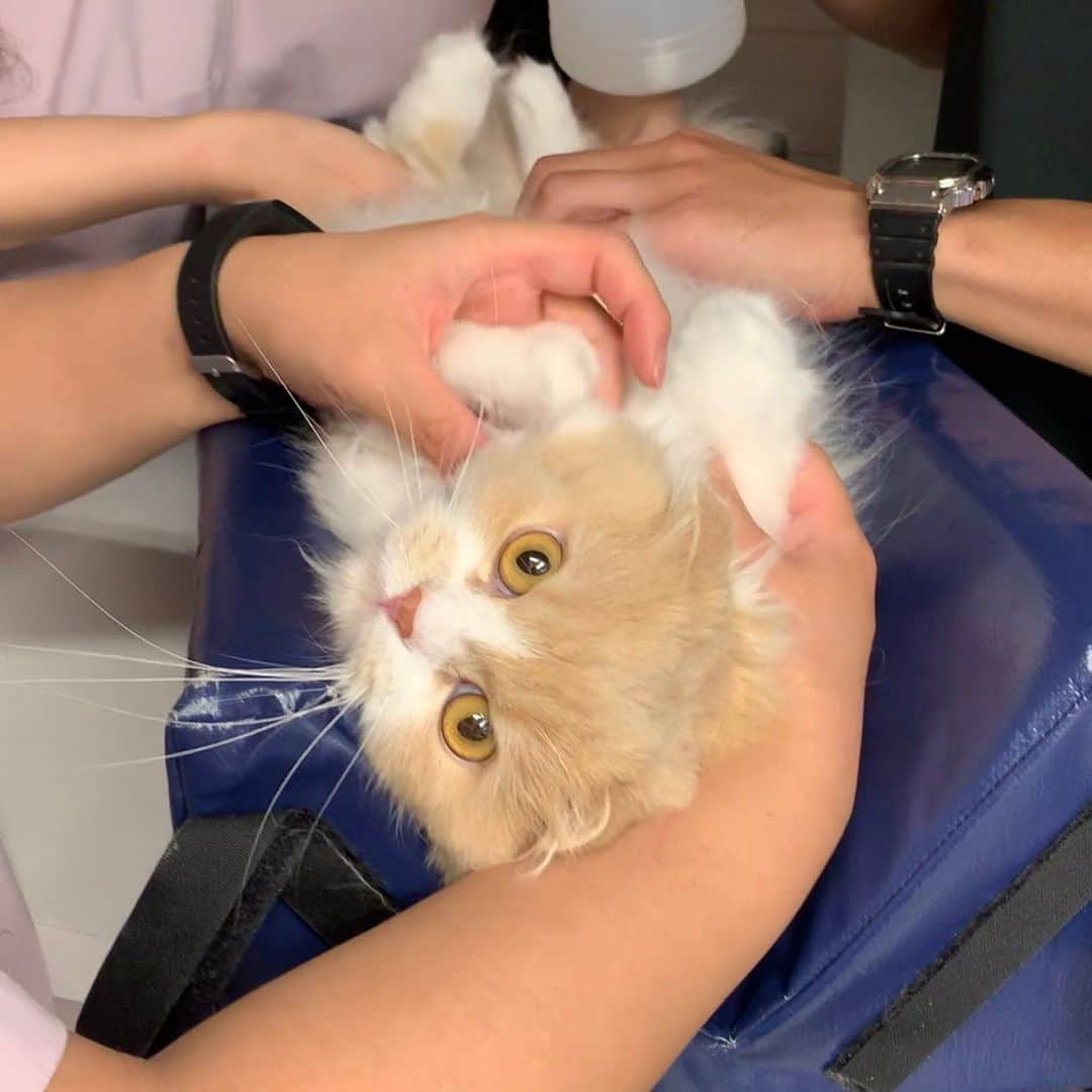 のインスタグラム：「昨日はガールズの病院へ🏥🐱 やっとぼーちゃんのおしっこ検査をしてもらうことができました😊ぼーちゃんとってもいい子にしていて、結果も問題なくて本当によかった！ ・ 1.私のほうを見てるけど無言 2.お腹に針が刺さってるのに無言 3.毎回おしっこを漏らしちゃうぼーちゃんのために看護師さんが教えてくれた網カゴ&トレイ 4.キャリーにセットしたところ 5.今回はおもらしナシ！えらい！ 6.診察が終わって固まっているところ ・ #scottishfold #catstagram_japan #catsofinstagram #cats_of_instagram #catoftheday #purr #ilovemycat #bestmeow #catlover #cutecat #kittensofinstagram #cute #スコティッシュフォールド#スコティッシュフォールドロングヘア」