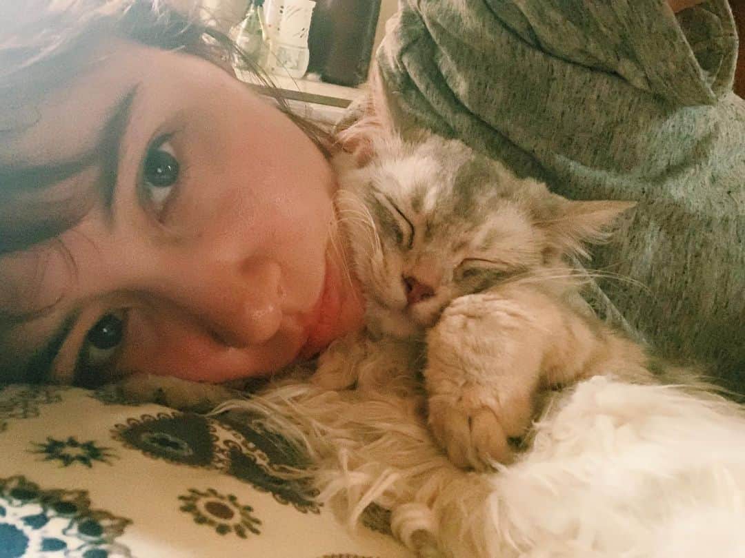 のインスタグラム：「. 愛しのチポリーヌ🐈 . (昨日の夜、おやすみーってチポレを撫でに行ったらピクリとも動かなくて、もう一回ポンポンしても動かなくて、えっっっっっっっ死んじゃってる、、、！？😭😭😭😭😭💥💥💥💥って一人でわめいてたら、うるせぇよって顔でスッと起きました。w ドッキリが上手な猫に成長した🥳) #cat#猫#ミヌエット#チンチラシルバー#オス猫#愛猫チポレ#mylovelycat#goodmorning#ねこすたぐらむ#ねこと暮らす」
